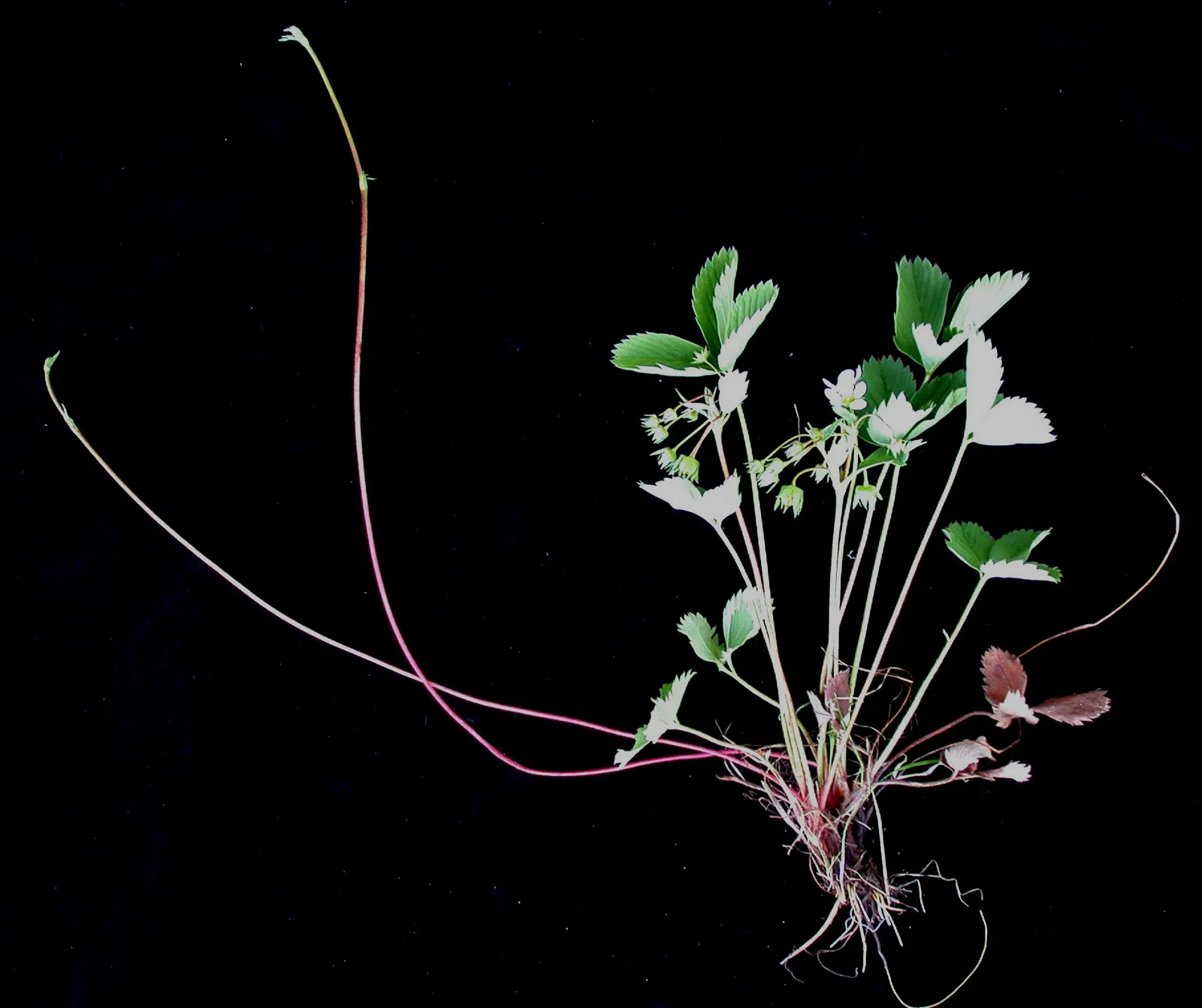 Wild Strawberry (Fragaria Virginiana) — emerge in spring and are followed by the characteristic strawberries; white flowers in the garden, image 119