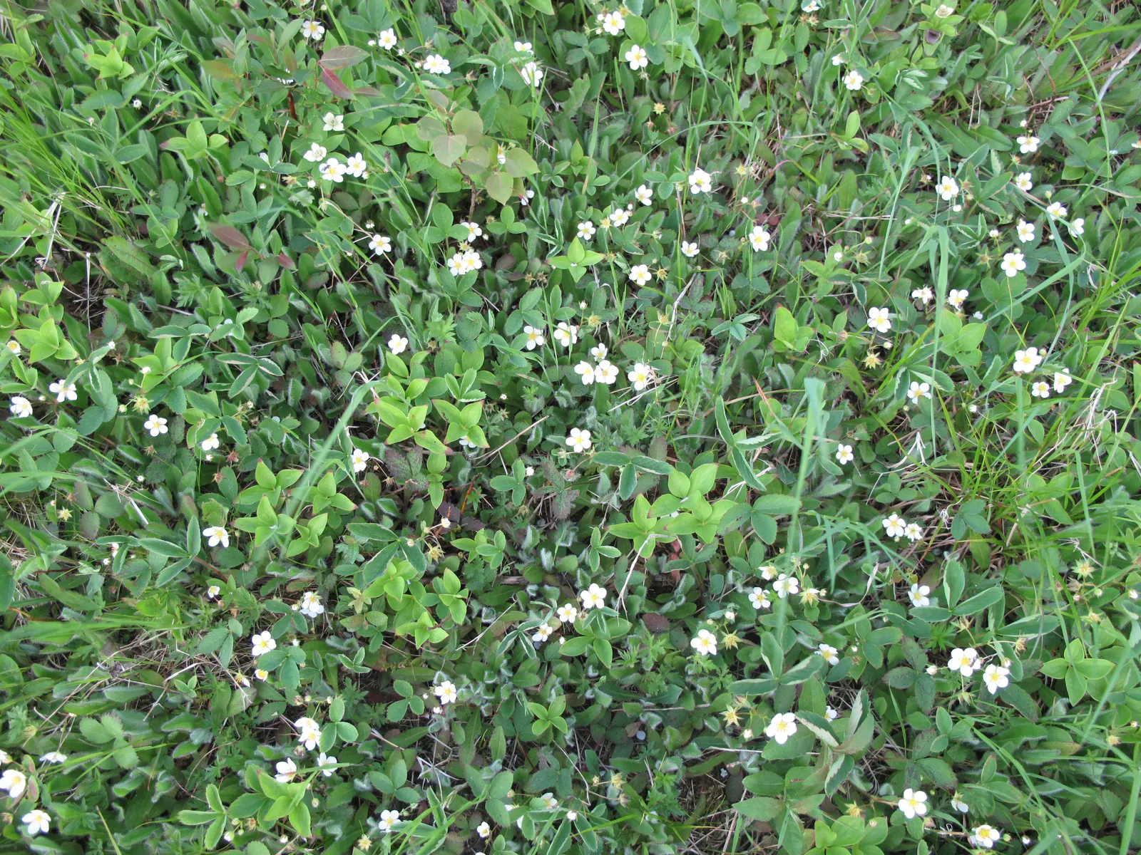 Wild Strawberry (Fragaria Virginiana) — offers both aesthetic charm and edible delight to a diverse landscape design; making it an excellent option, image 111