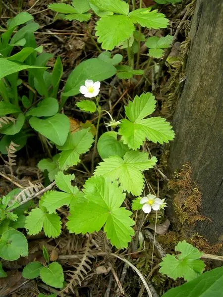 Wild Strawberry (Fragaria Virginiana) — dense mat which can suppress weeds; it produces white blooms followed by edible red berries averaging 0.5-1, image 90