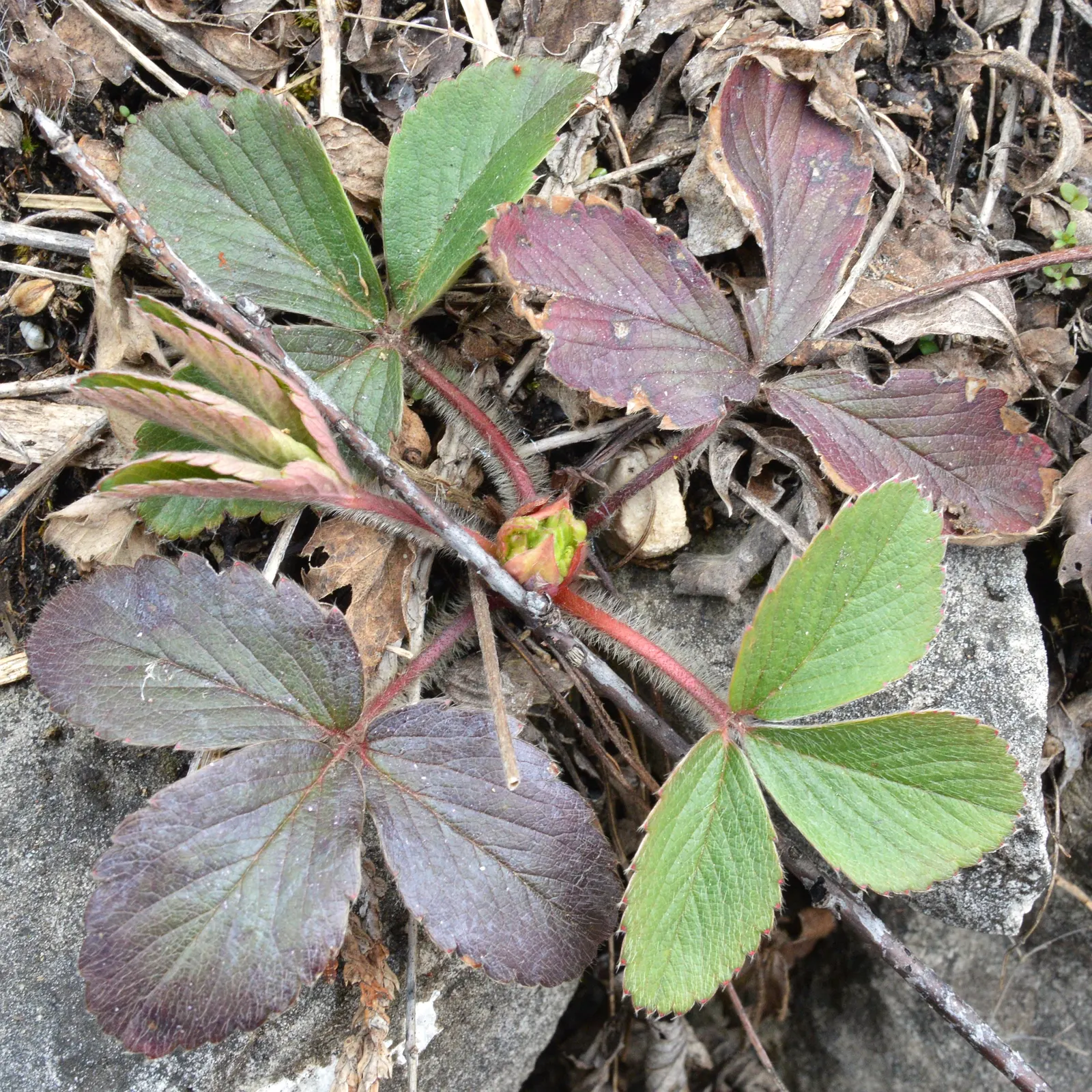 Wild Strawberry (Fragaria Virginiana) — making it an excellent option for gardeners seeking minimal maintenance; offers both aesthetic charm and edible delight