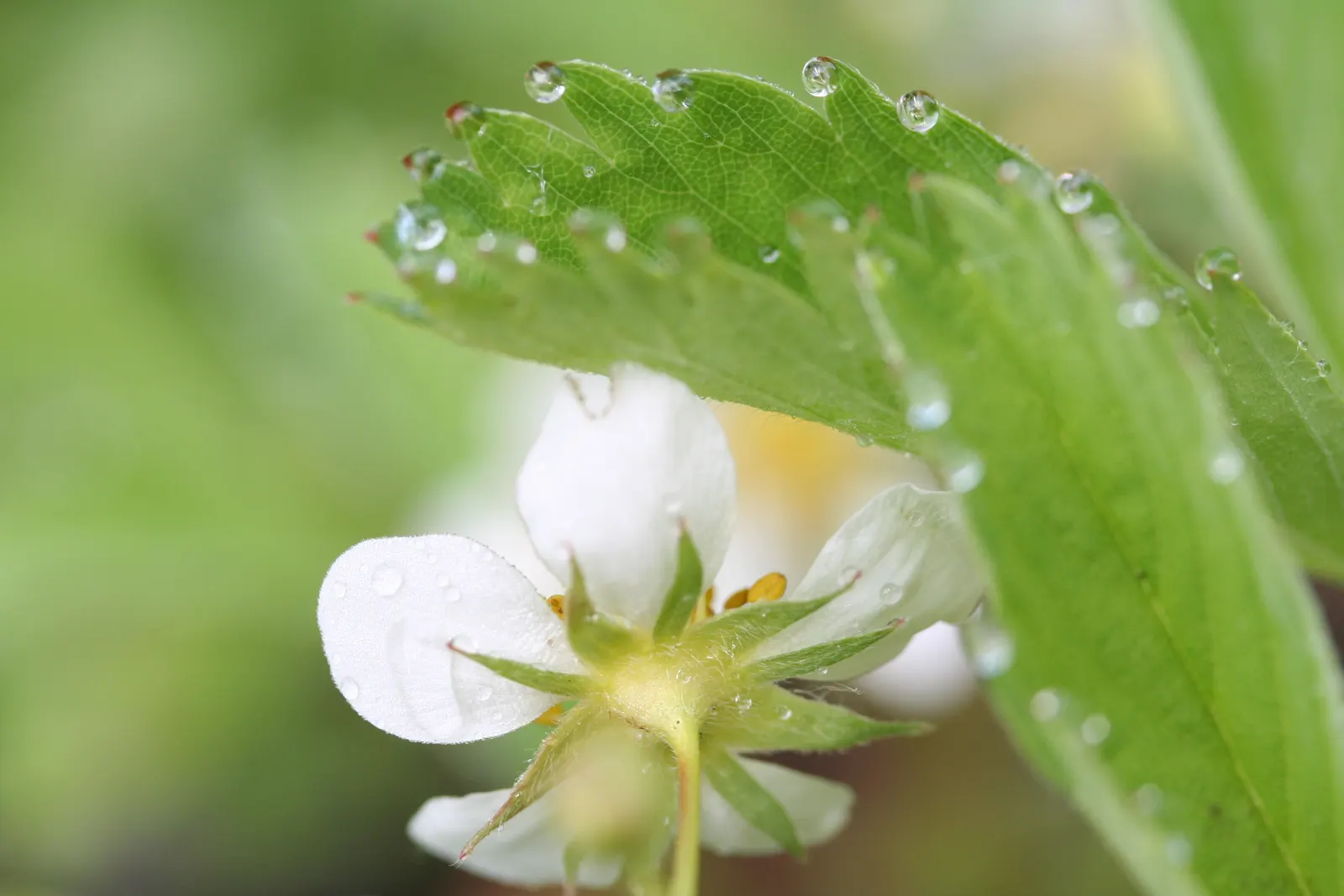 Wild Strawberry (Fragaria Virginiana) — dense mat which can suppress weeds; it produces white blooms followed by edible red berries averaging 0.5-1 inch across