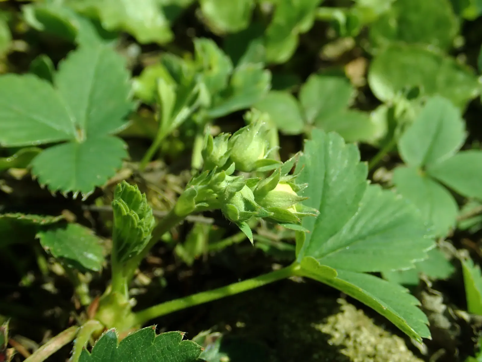 Wild Strawberry (Fragaria Virginiana) — and its fruit provides food for wildlife; it can attract pollinators such as bees