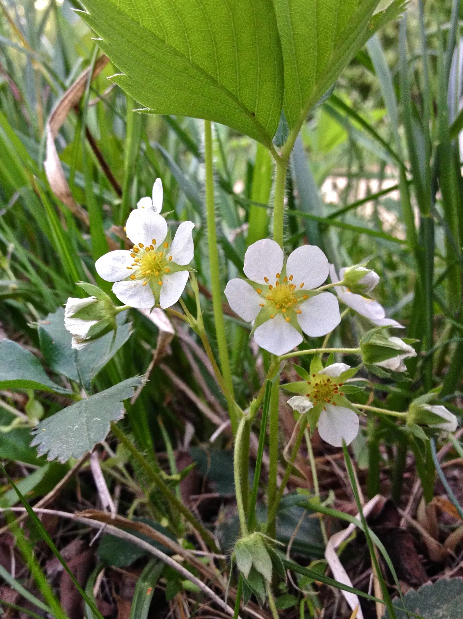 Wild Strawberry (Fragaria Virginiana) — This native is ideal for naturalized areas, offering food for wildlife and a charming, rustic aesthetic, image 57