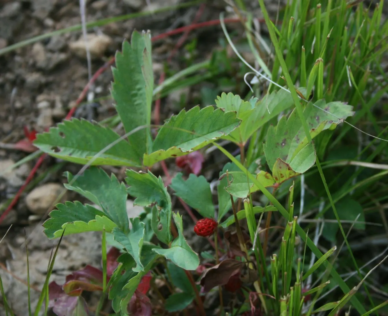 Wild Strawberry (Fragaria Virginiana) — This herbaceous perennial is native to North America and is recognized for its lush green foliage; is a, image 112