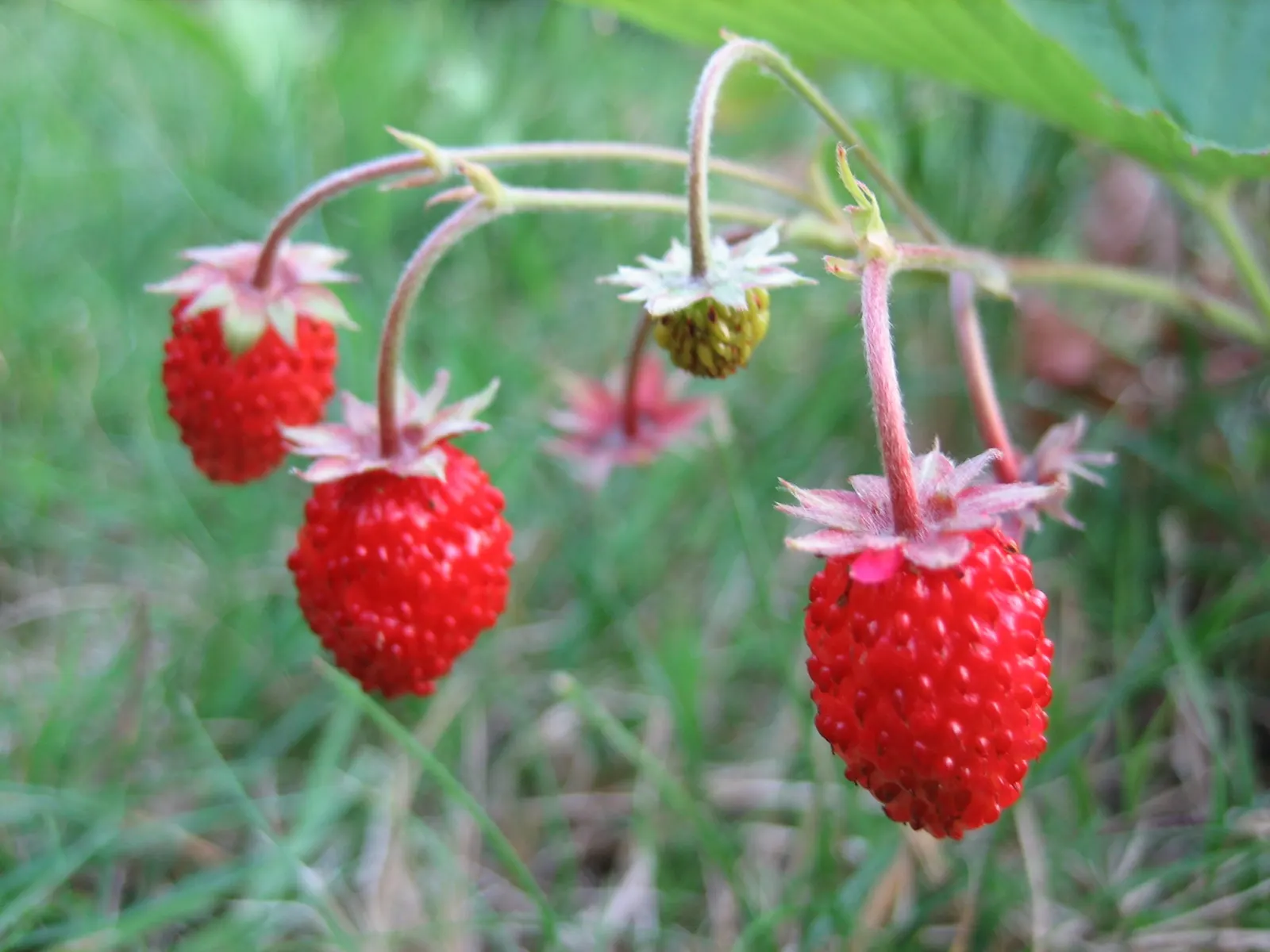 Wild Strawberry (Fragaria Virginiana) — white flowers in the garden; typically reaching only 6 to 8 inches in height, image 102