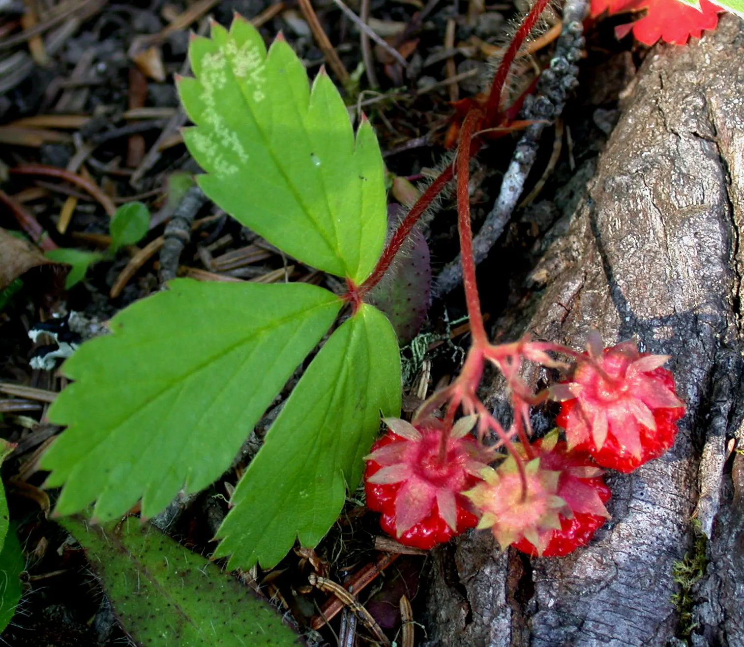 Wild Strawberry (Fragaria Virginiana) — making it an excellent option for gardeners seeking minimal maintenance