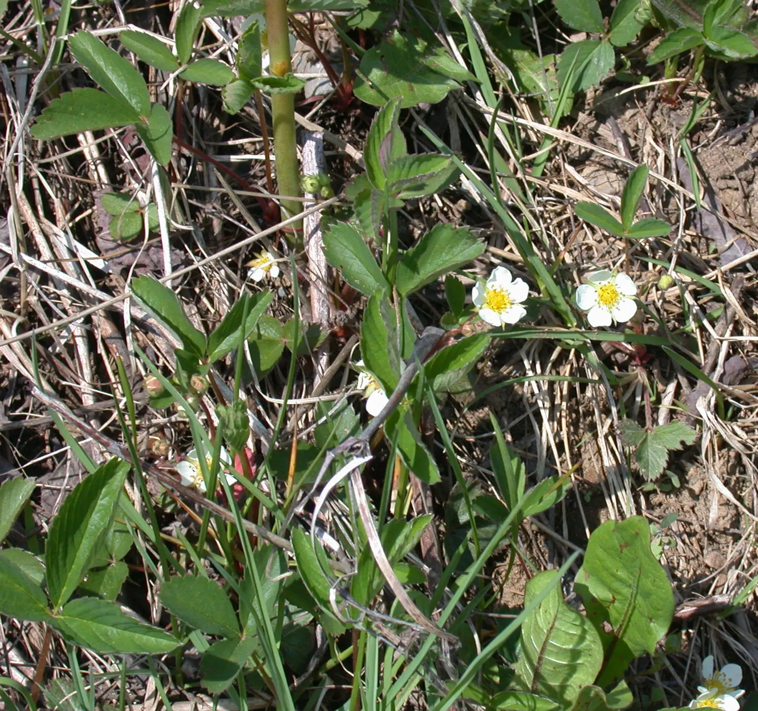 Wild Strawberry (Fragaria Virginiana) — and its fruit provides food for wildlife; it can attract pollinators such as bees, image 100