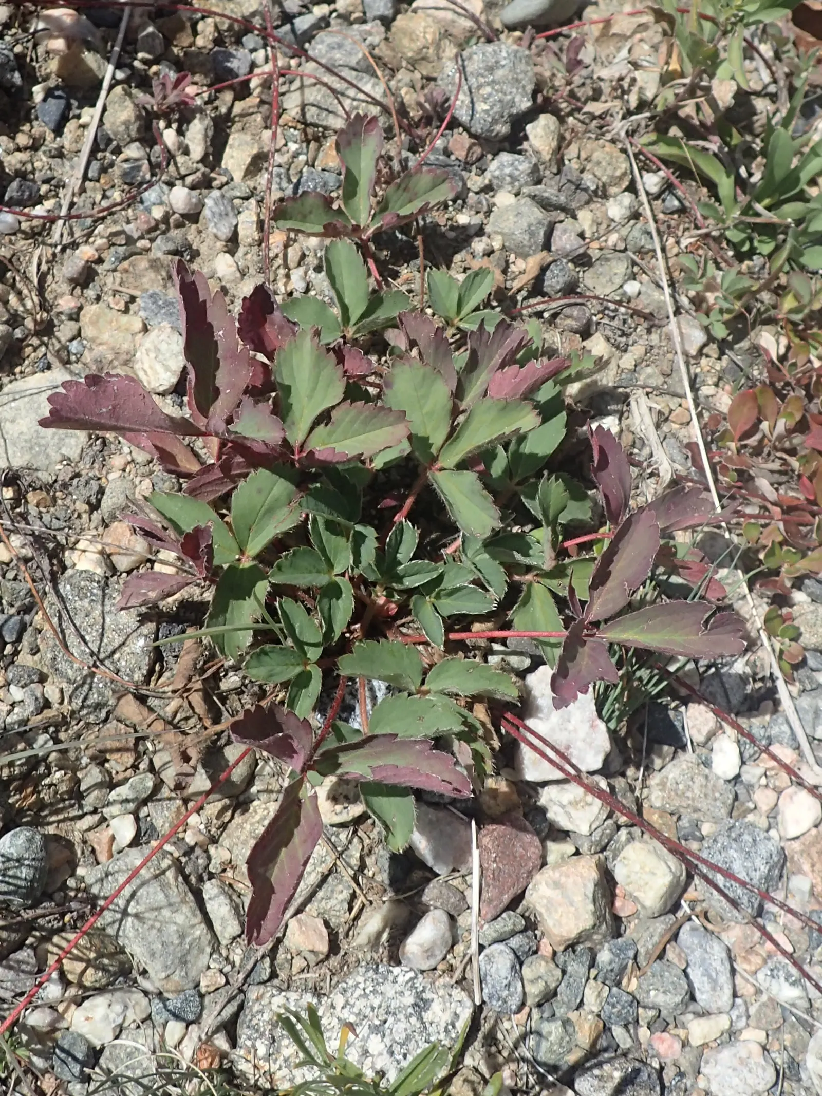 Wild Strawberry (Fragaria Virginiana) — is a groundcover that thrives in USDA zones 5-9; its trifoliate green leaves add texture, spreading to form mats about