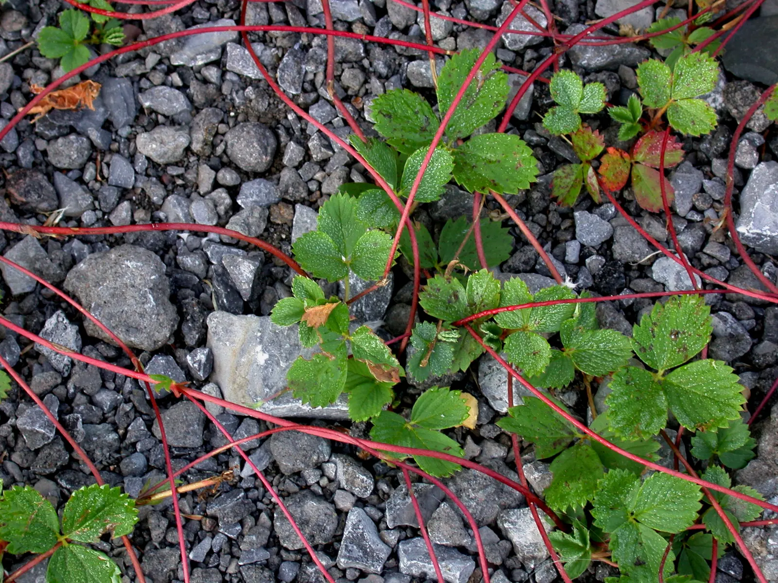 Wild Strawberry (Fragaria Virginiana) — commonly known as Wild Strawberry; the plant's petite yet conspicuous five-petaled flowers, image 58