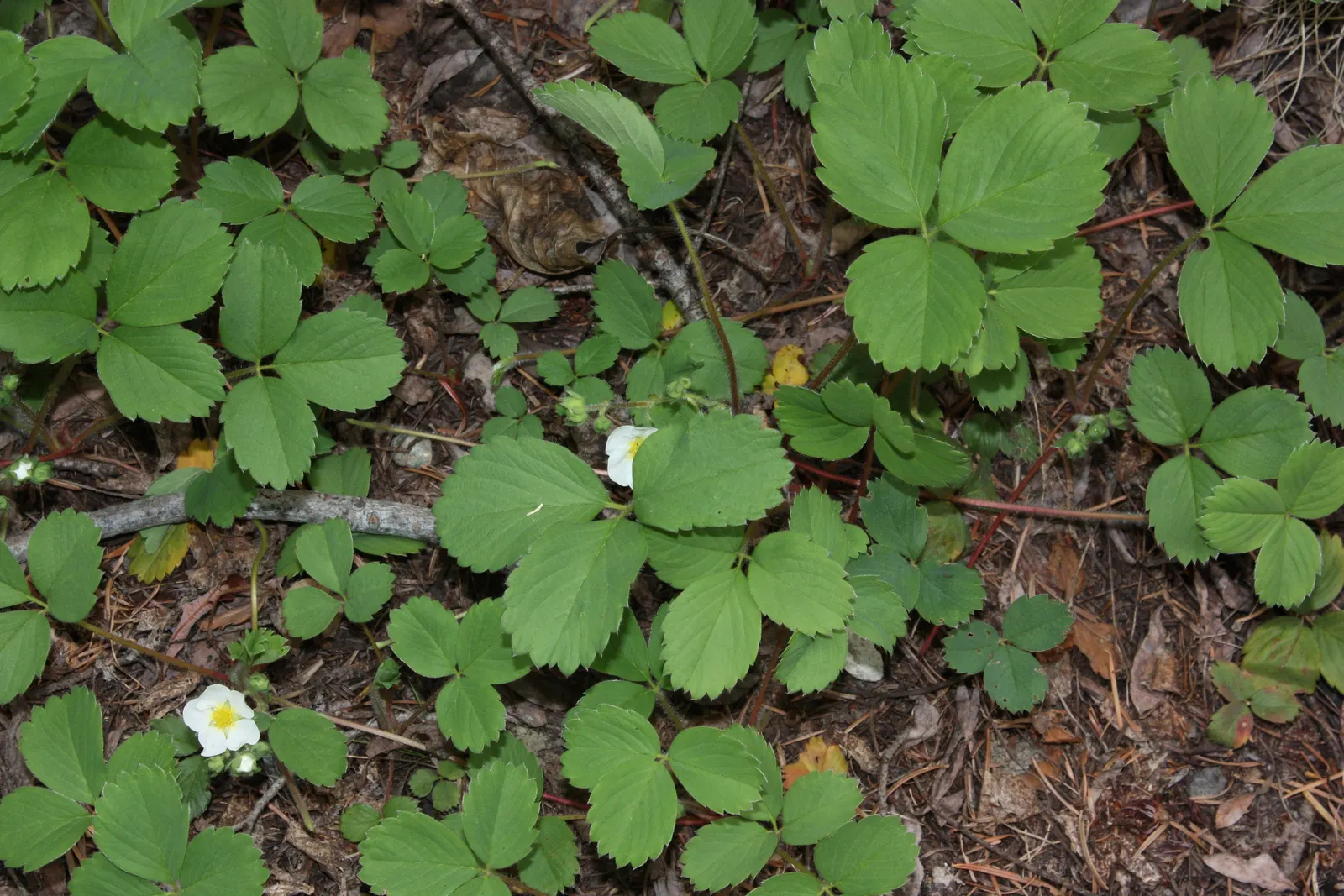 Wild Strawberry (Fragaria Virginiana) — forming an excellent ground cover