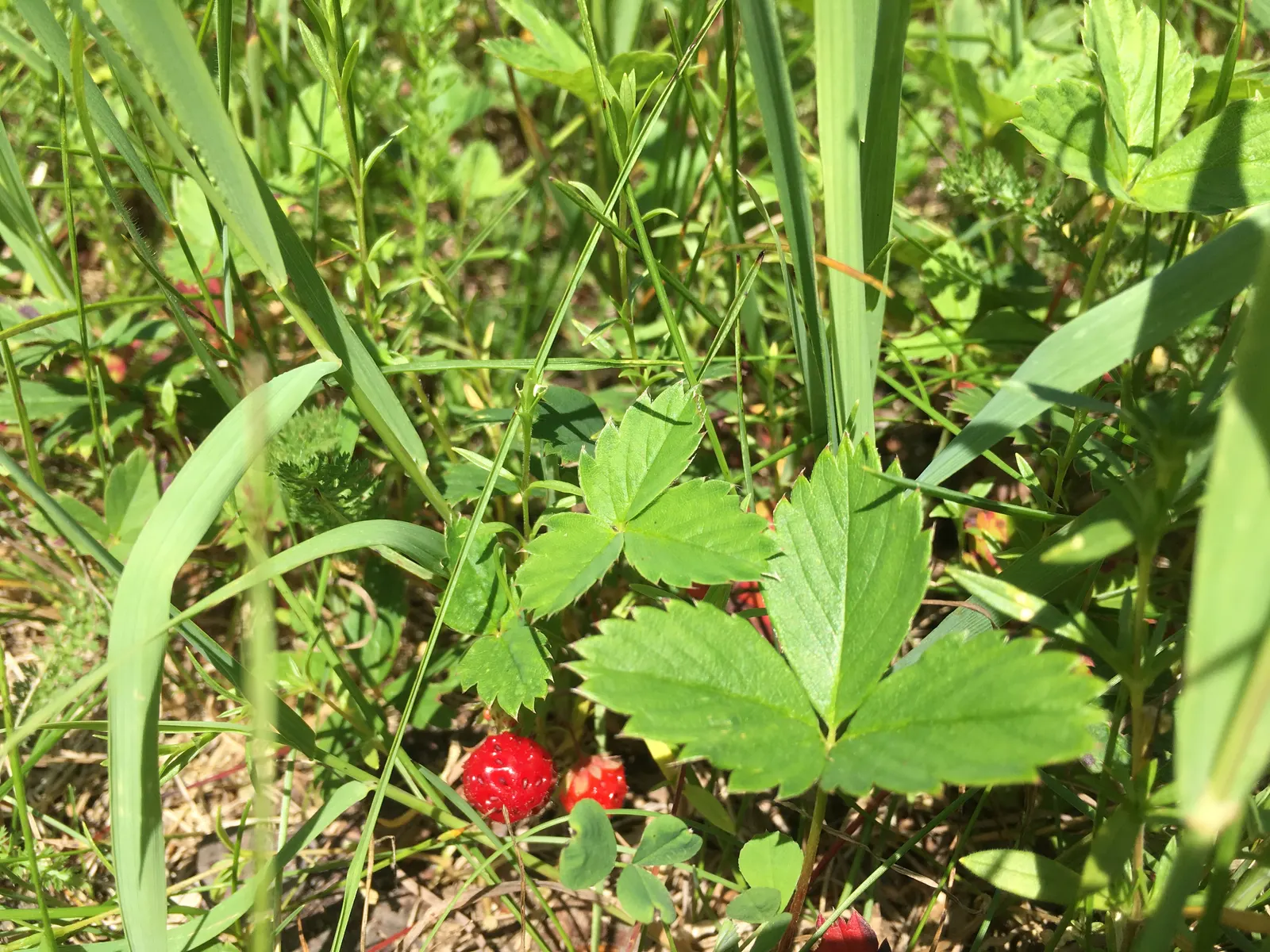 Wild Strawberry (Fragaria Virginiana) — making it an excellent option for gardeners seeking minimal maintenance; offers both aesthetic charm and, image 72