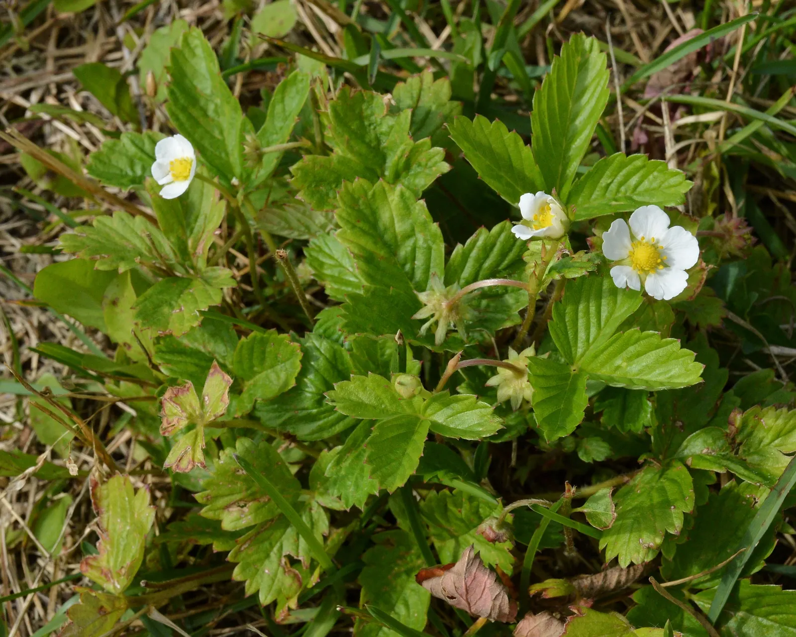 Wild Strawberry (Fragaria Virginiana) — typically reaching only 6 to 8 inches in height; this herbaceous perennial is native to North America and, image 113
