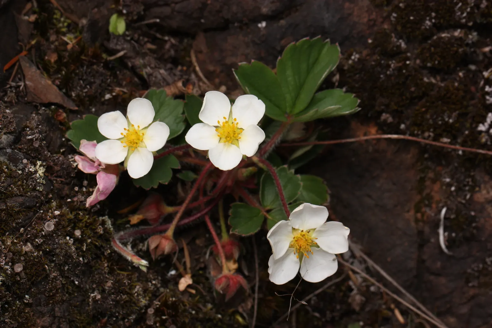 Wild Strawberry (Fragaria Virginiana) — It can attract pollinators such as bees