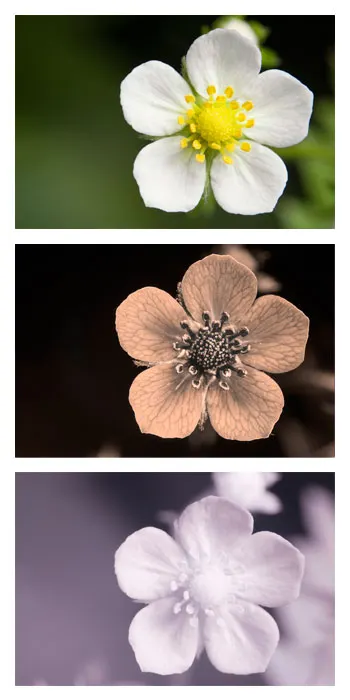 Wild Strawberry (Fragaria Virginiana) — enhancing biodiversity in your landscape; preferring full sun to partial shade, image 101