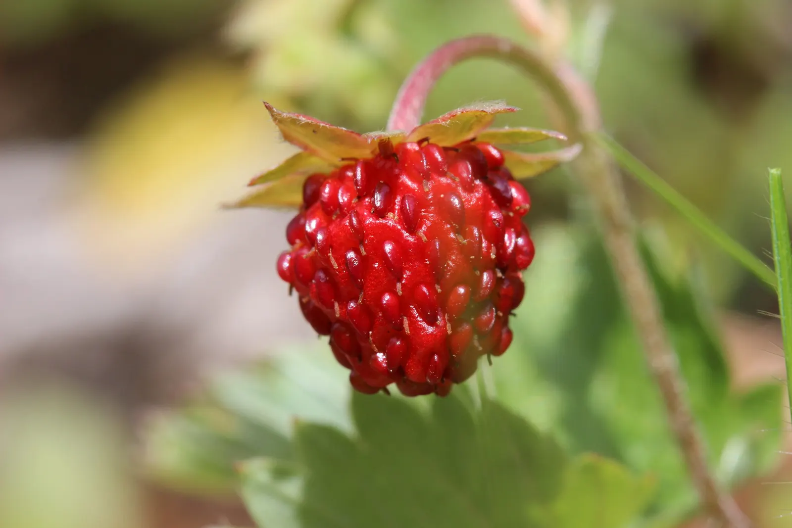 Wild Strawberry (Fragaria Virginiana) — white flowers in the garden; typically reaching only 6 to 8 inches in height, image 76