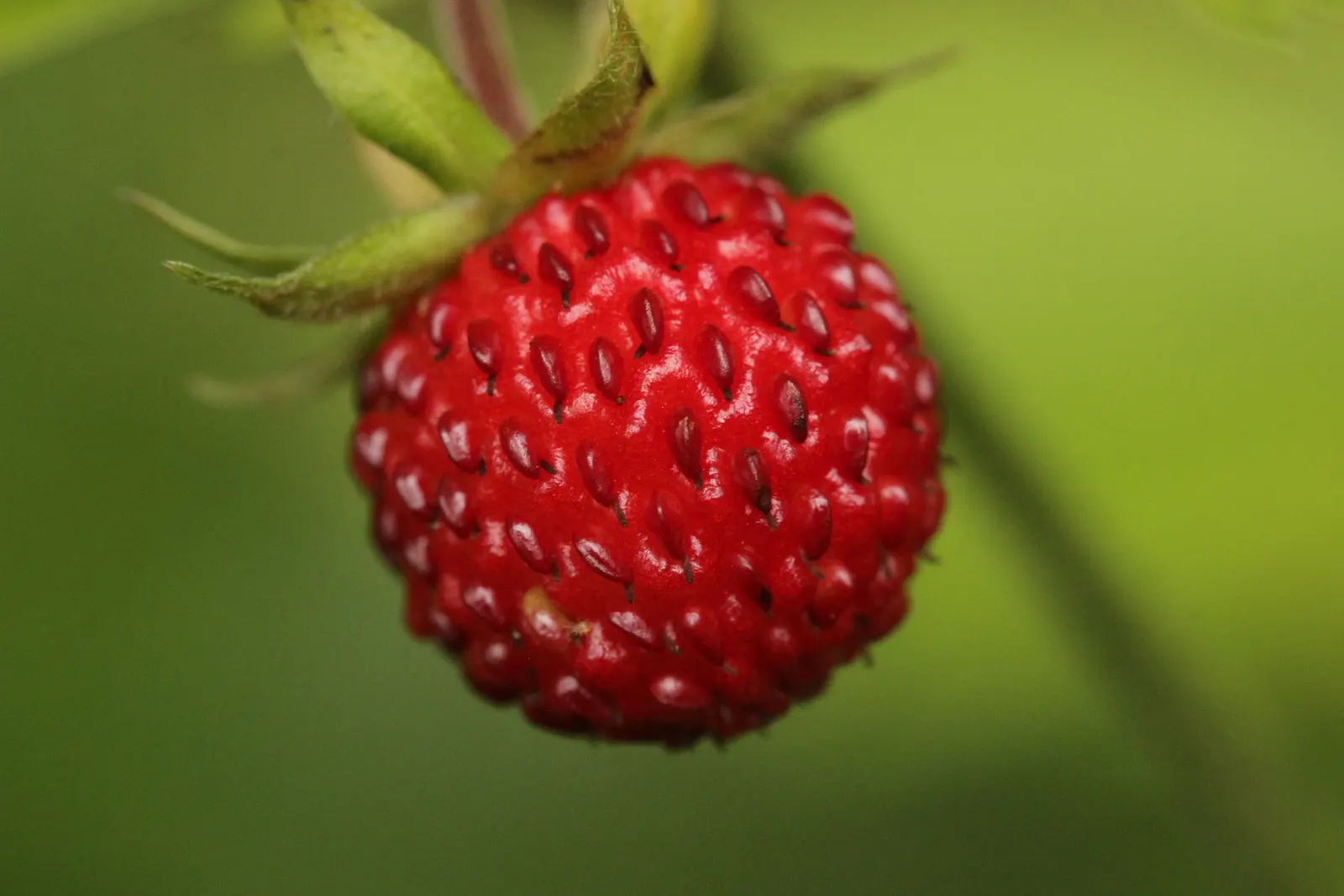 Wild Strawberry (Fragaria Virginiana) — white flowers in the garden