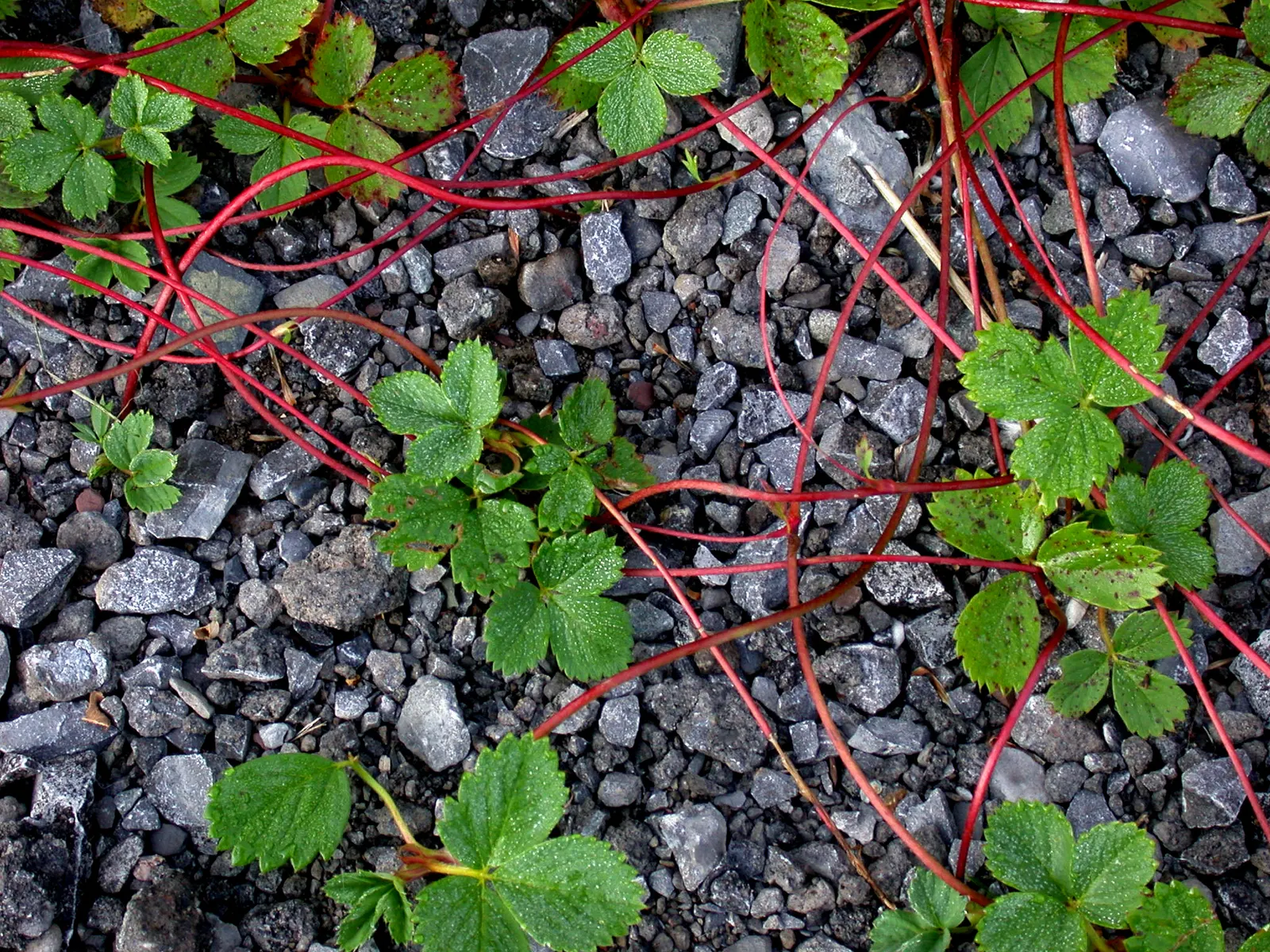 Wild Strawberry (Fragaria Virginiana) — The plant's petite yet conspicuous five-petaled flowers; with a comparable spread of 12 inches, image 91