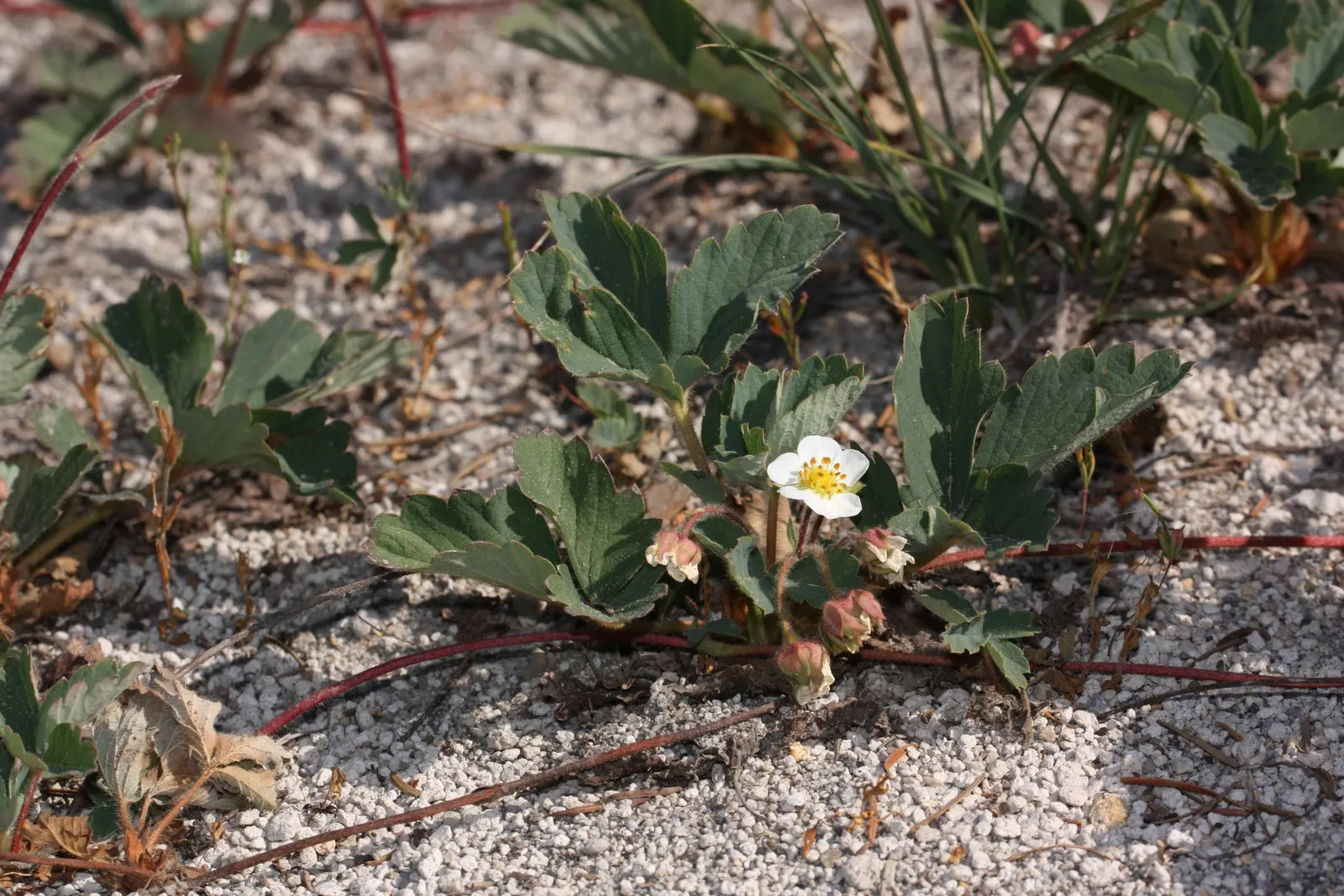 Wild Strawberry (Fragaria Virginiana) — This native is ideal for naturalized areas, offering food for wildlife and a charming, rustic aesthetic; commonly known