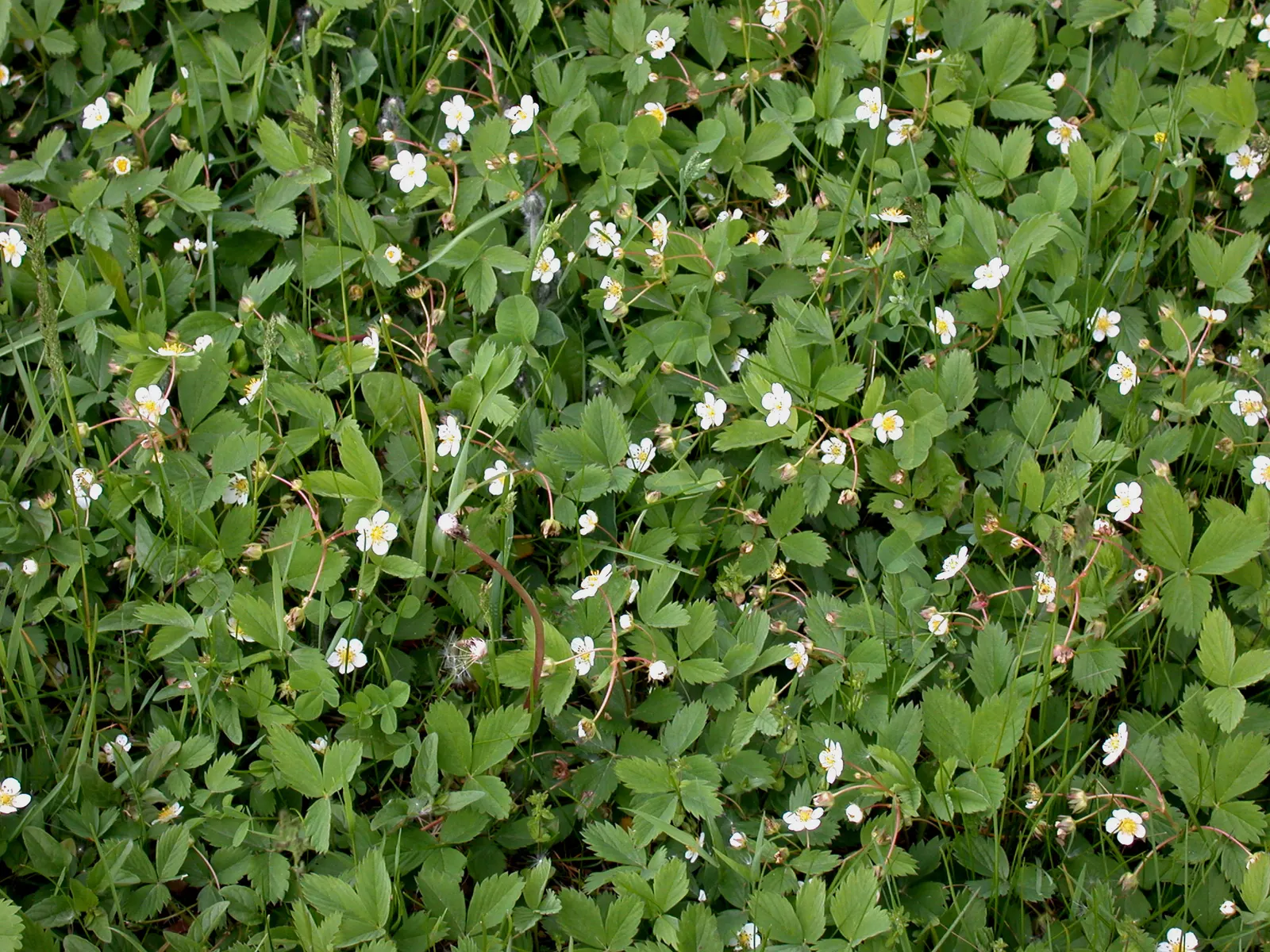 Wild Strawberry (Fragaria Virginiana) — virginiana thrives in USDA zones 3 through 10 and prefers full sun to part shade exposures; dense mat which can