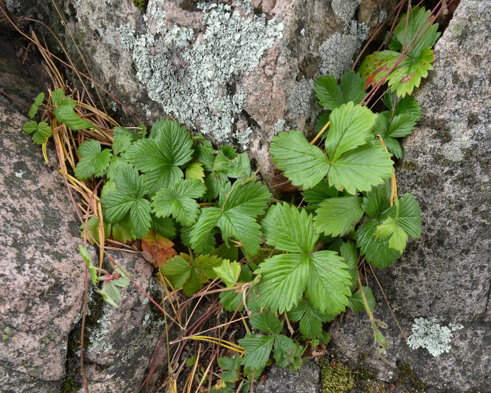 Wild Strawberry (Fragaria Virginiana) — is a groundcover that thrives in USDA zones 5-9; its trifoliate green leaves add texture, spreading to form, image 79