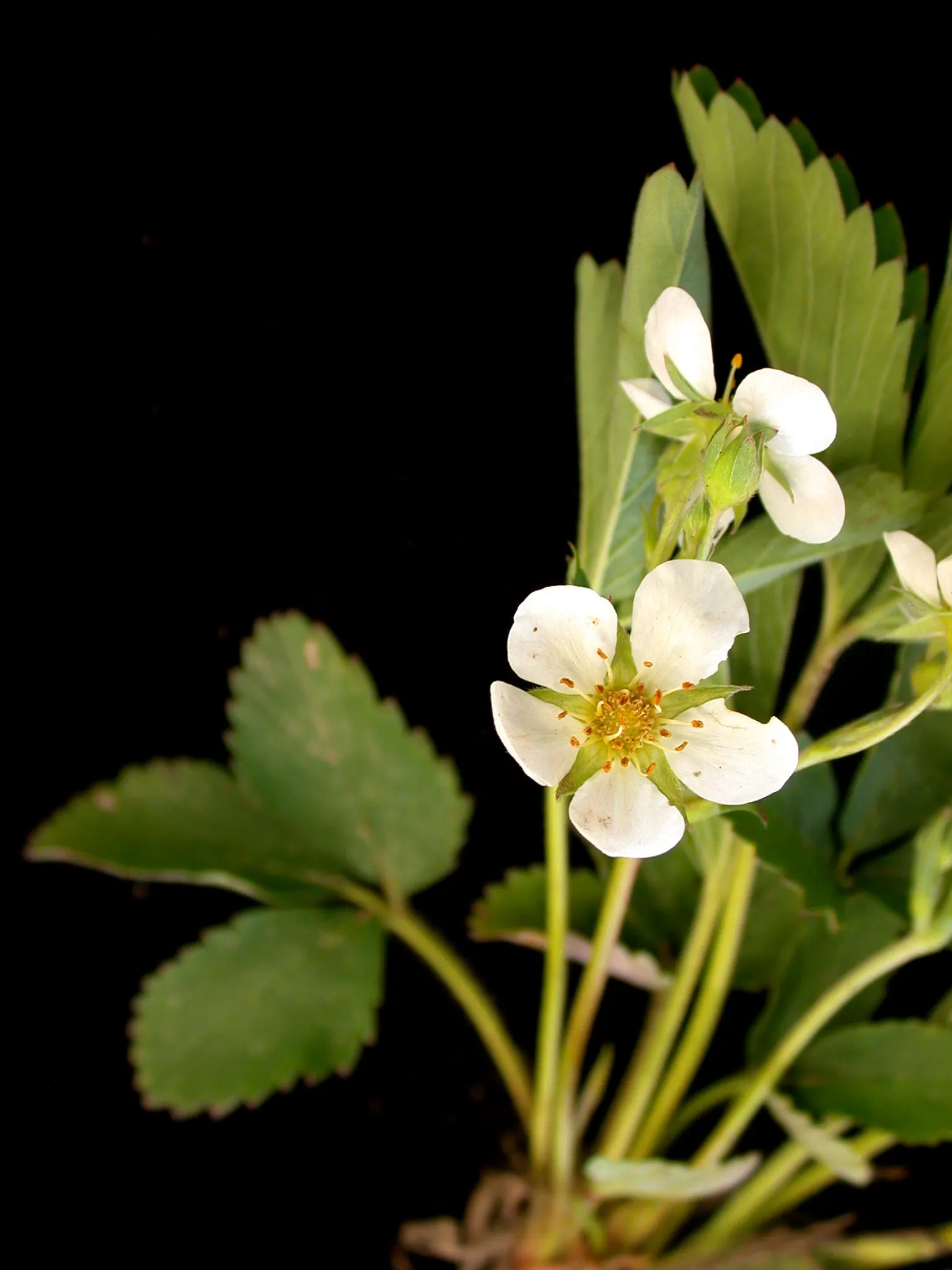 Wild Strawberry (Fragaria Virginiana) — making it an excellent option for gardeners seeking minimal maintenance; offers both aesthetic charm and, image 98