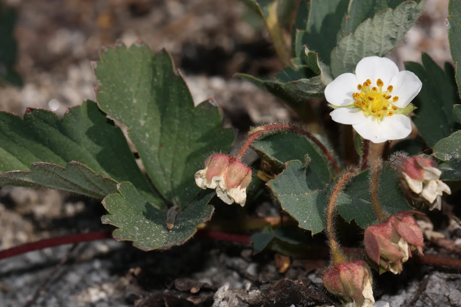 Wild Strawberry (Fragaria Virginiana) — The plant's petite yet conspicuous five-petaled flowers; with a comparable spread of 12 inches, image 65