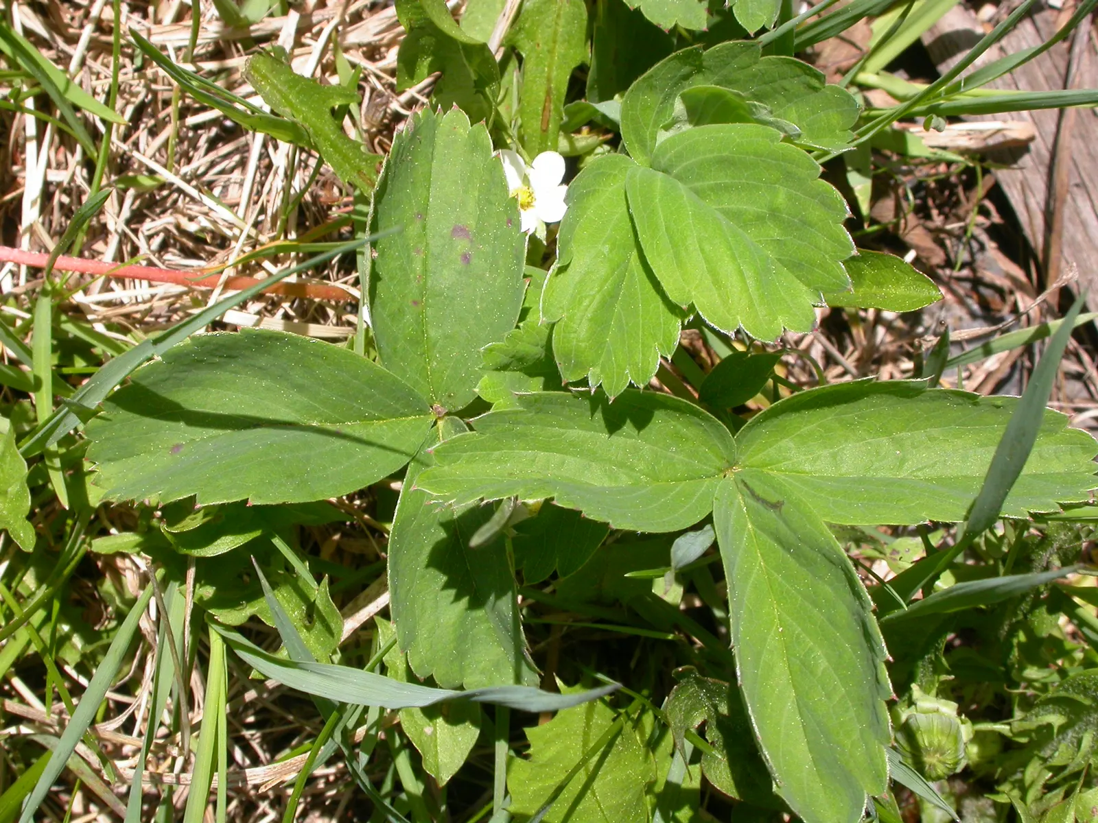 Wild Strawberry (Fragaria Virginiana) — This resilient species is drought-tolerant once established and can adapt to a variety of soil conditions
