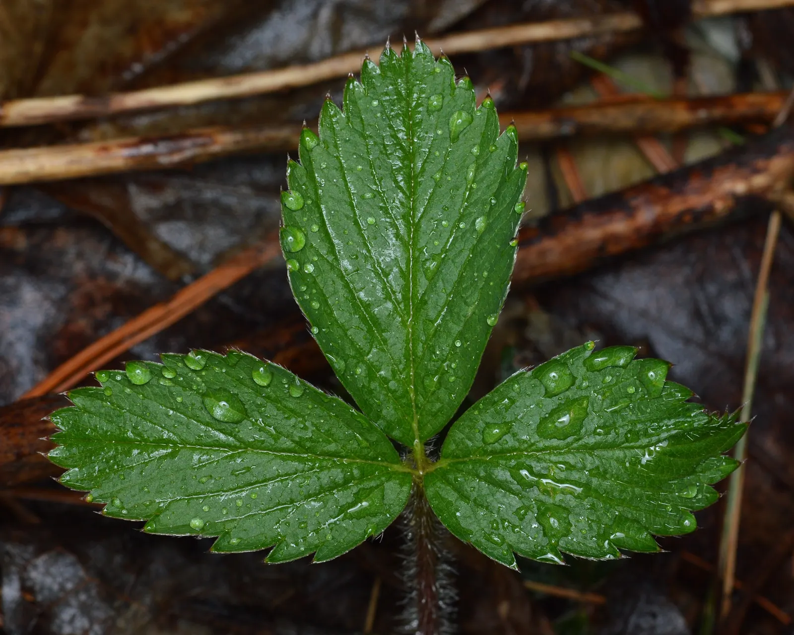 Wild Strawberry (Fragaria Virginiana) — about 0.75 to 1 inch in diameter; virginiana thrives in USDA zones 3 through 10 and prefers full sun to part shade
