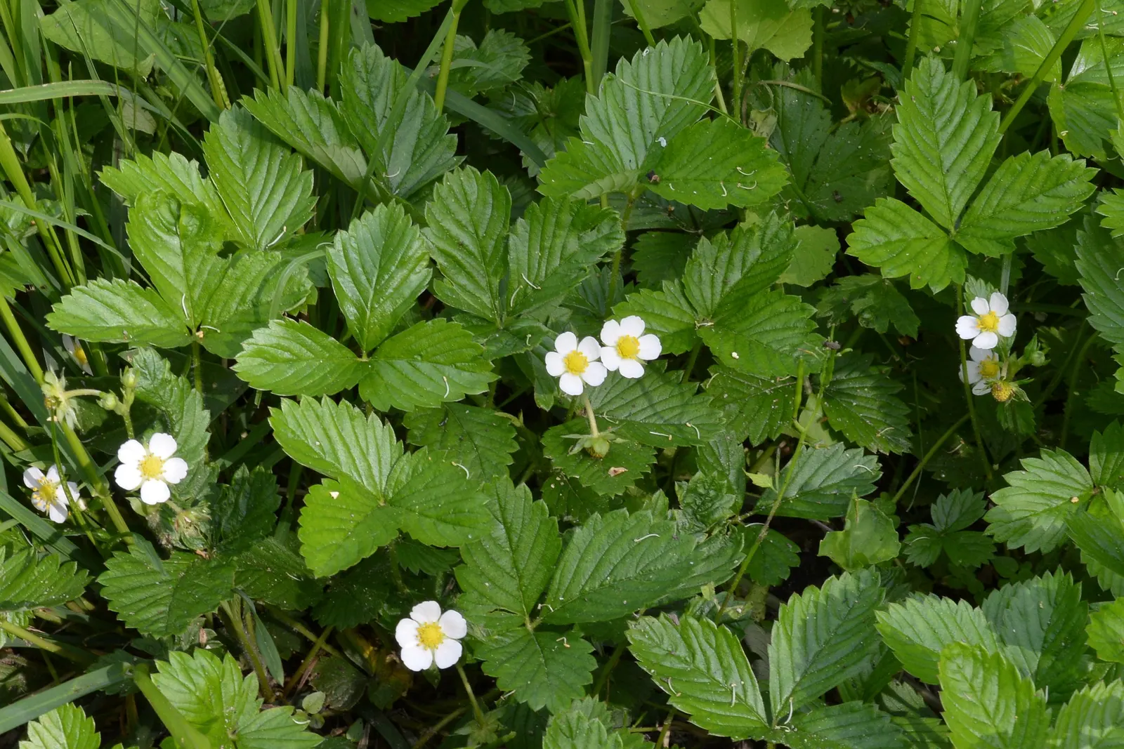 Wild Strawberry (Fragaria Virginiana) — Its trifoliate green leaves add texture, spreading to form mats about 4-6 inches high and 12 inches wide, image 56