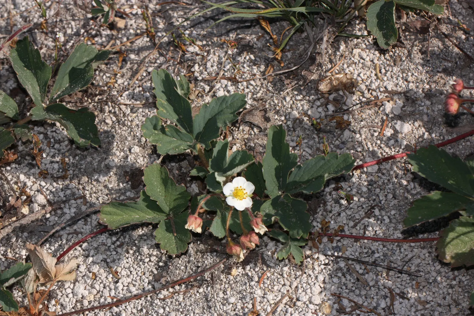 Wild Strawberry (Fragaria Virginiana) — This resilient species is drought-tolerant once established and can adapt to a variety of soil conditions, image 71
