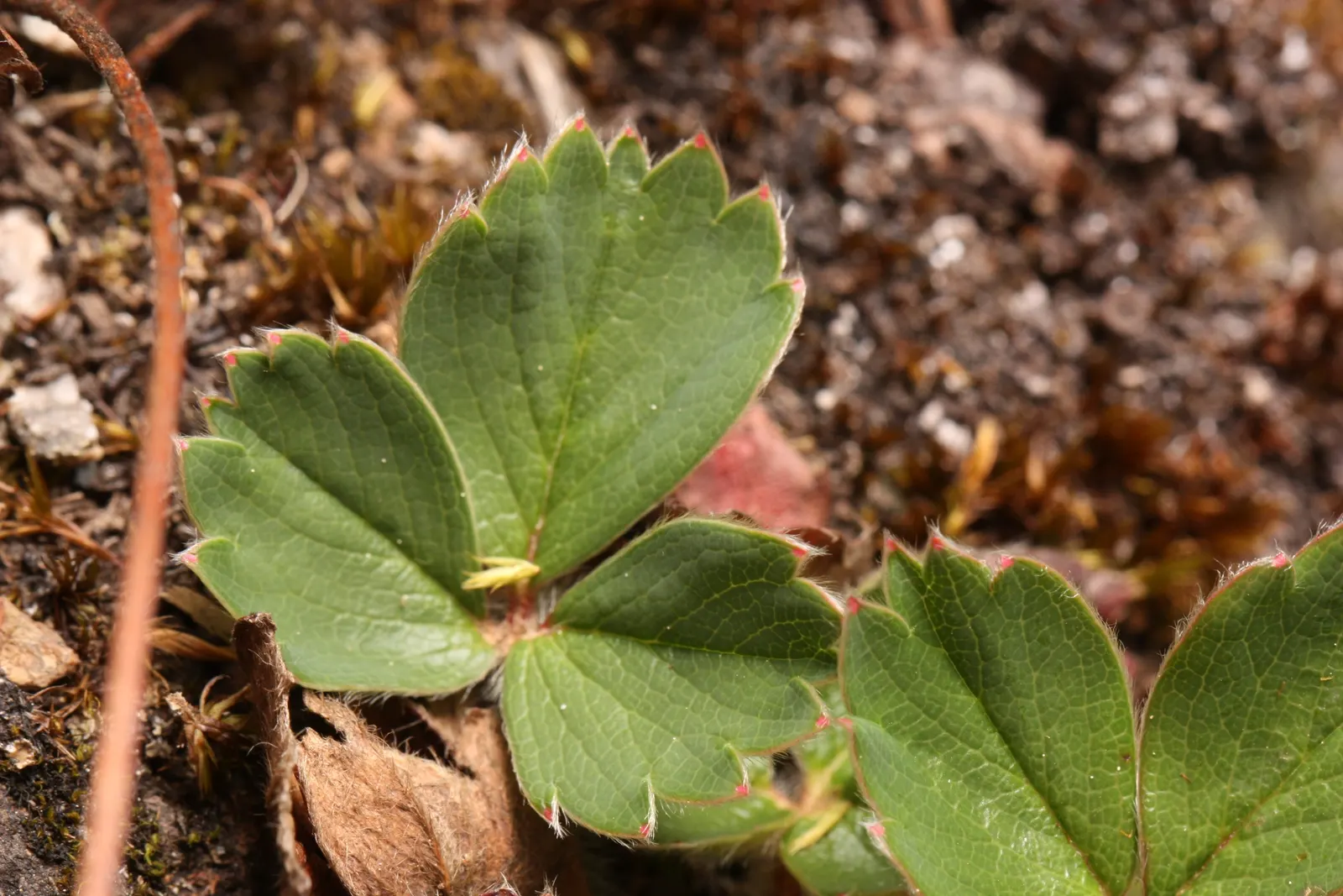 Wild Strawberry (Fragaria Virginiana) — emerge in spring and are followed by the characteristic strawberries; white flowers in the garden, image 93