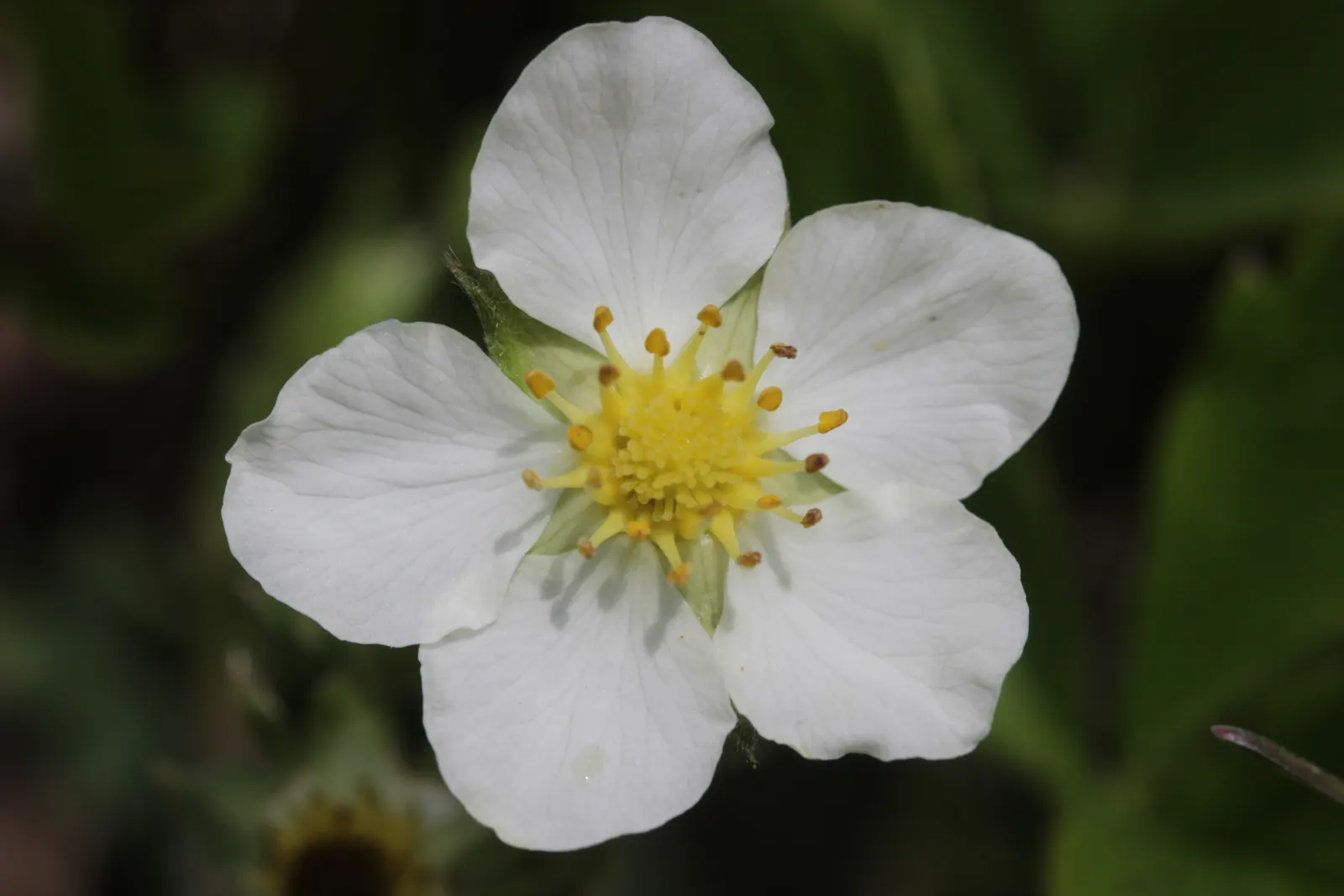 Wild Strawberry (Fragaria Virginiana) — each generally less than an inch in diameter.<br><br>F