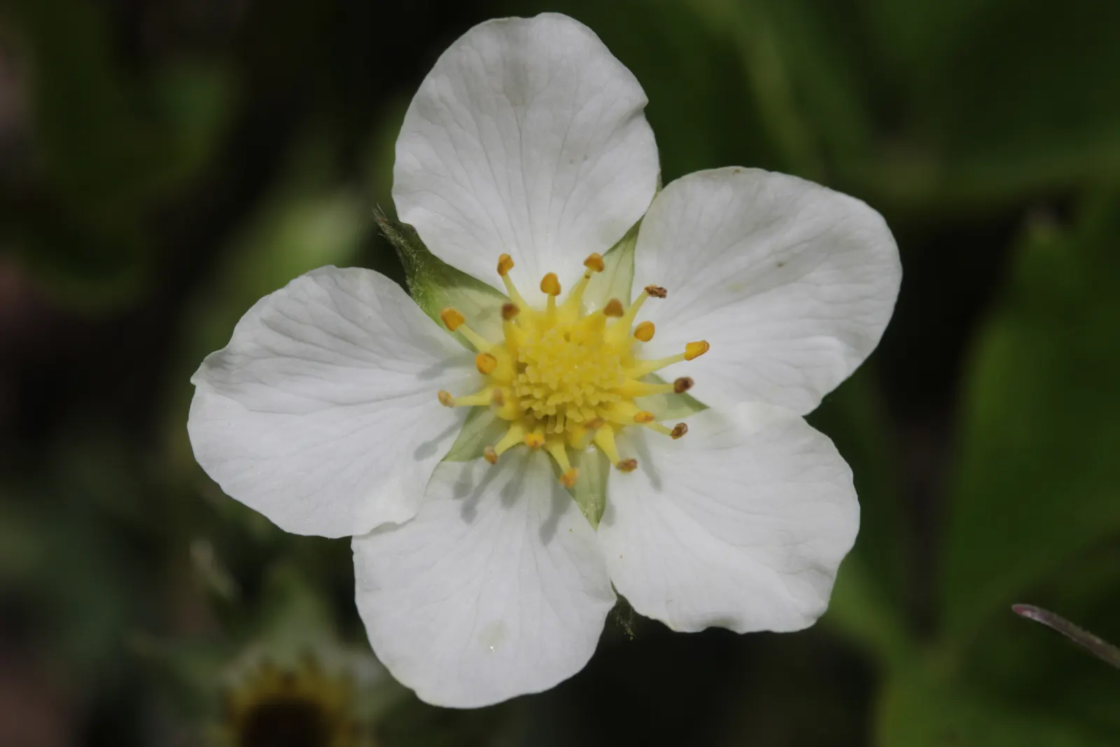 Wild Strawberry (Fragaria Virginiana) — about 0.75 to 1 inch in diameter; virginiana thrives in USDA zones 3 through 10 and prefers full sun to, image 118