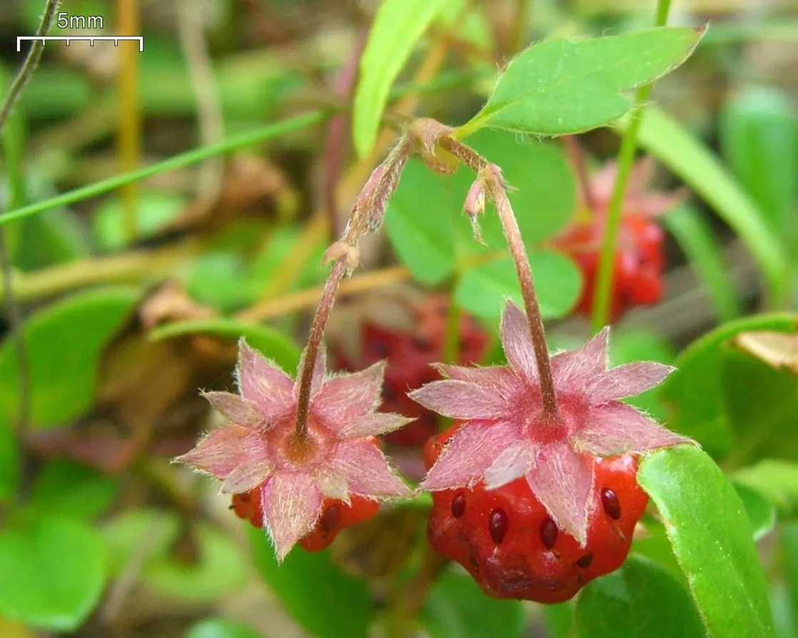 Wild Strawberry (Fragaria Virginiana) — ground cover / perennial for full or half; enhancing biodiversity in your landscape, image 78