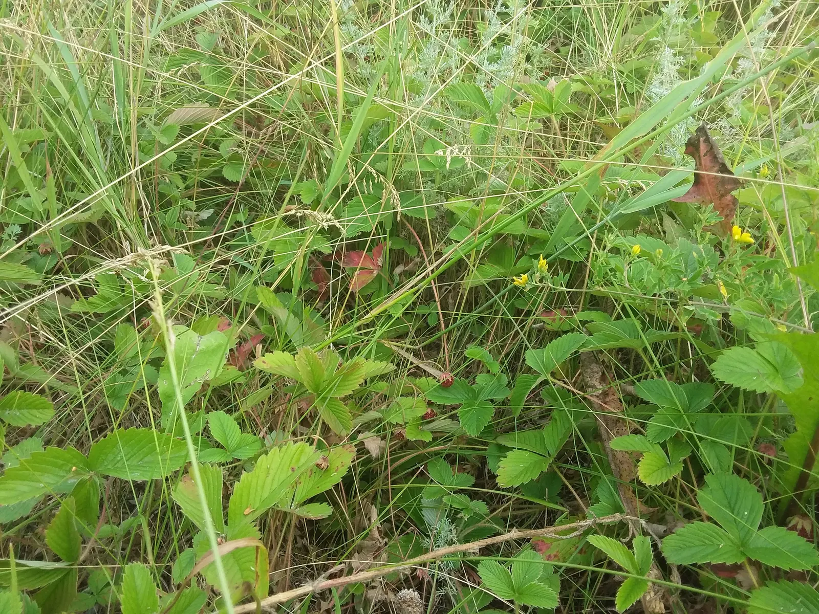 Wild Strawberry (Fragaria Virginiana) — forming an excellent ground cover; and its fruit provides food for wildlife, image 115