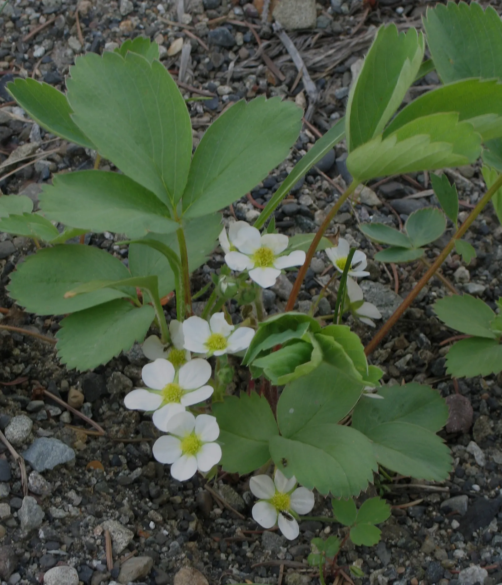 Wild Strawberry (Fragaria Virginiana) — This resilient species is drought-tolerant once established and can adapt to a variety of soil conditions; ground cover