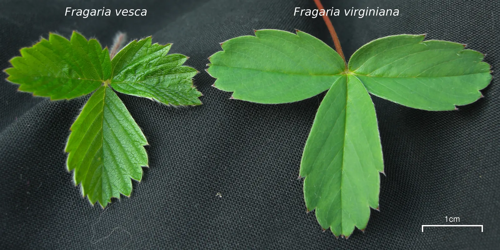 Wild Strawberry (Fragaria Virginiana) — It produces white blooms followed by edible red berries averaging 0.5-1 inch across; for optimal growth, image 55