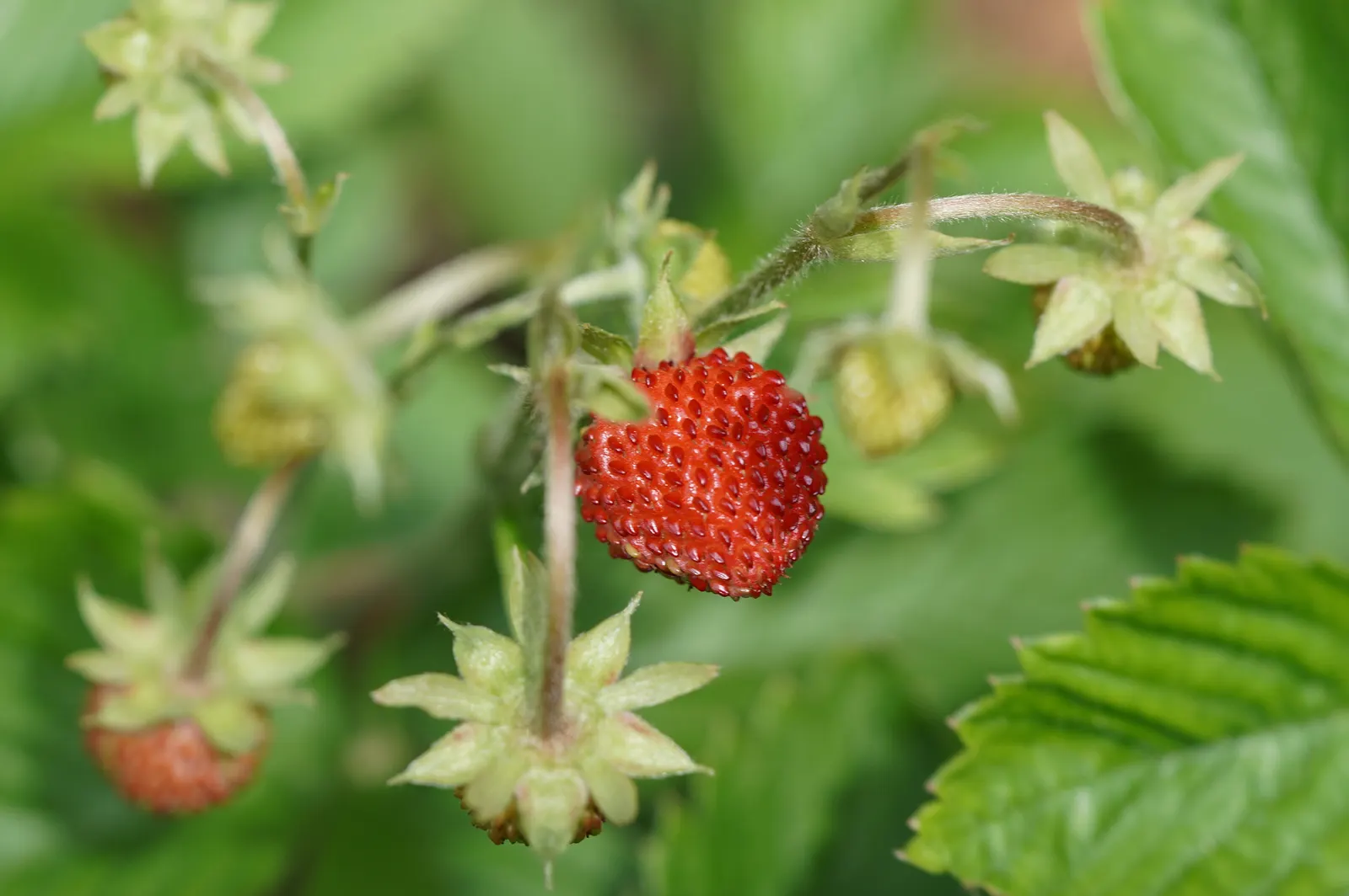 Wild Strawberry (Fragaria Virginiana) — For optimal growth, plant in well-draining soil with moderate moisture; this resilient species is, image 96