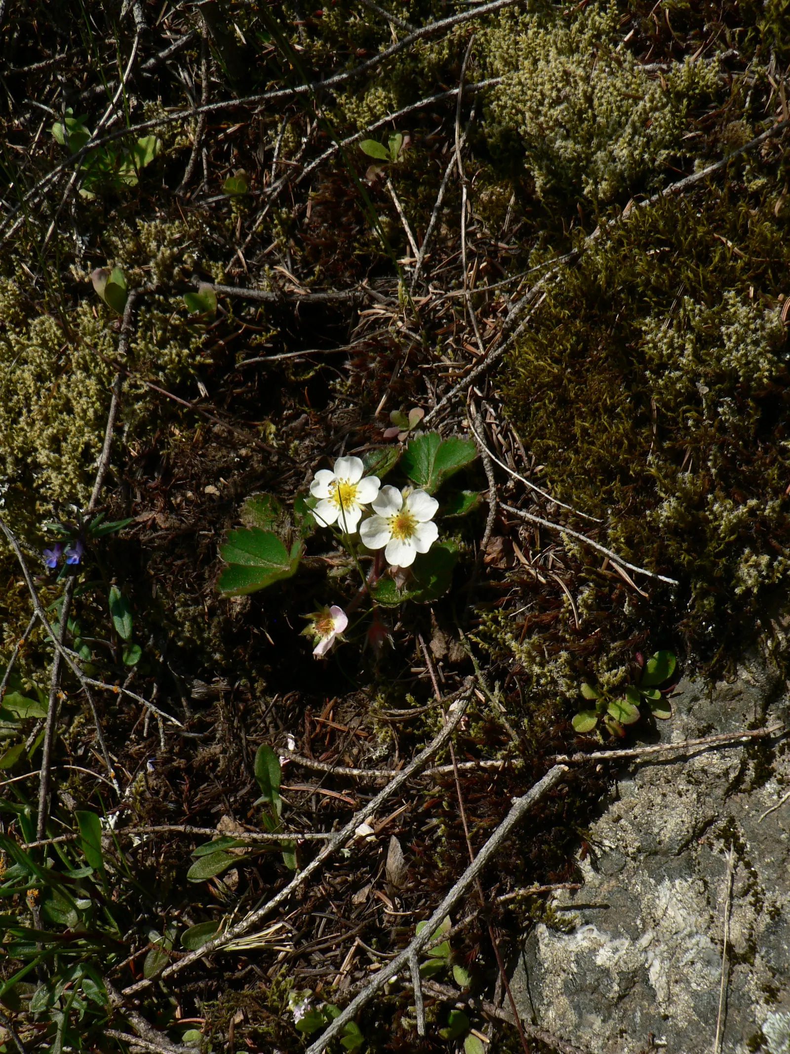 Wild Strawberry (Fragaria Virginiana) — with a comparable spread of 12 inches; emerge in spring and are followed by the characteristic strawberries, image 62