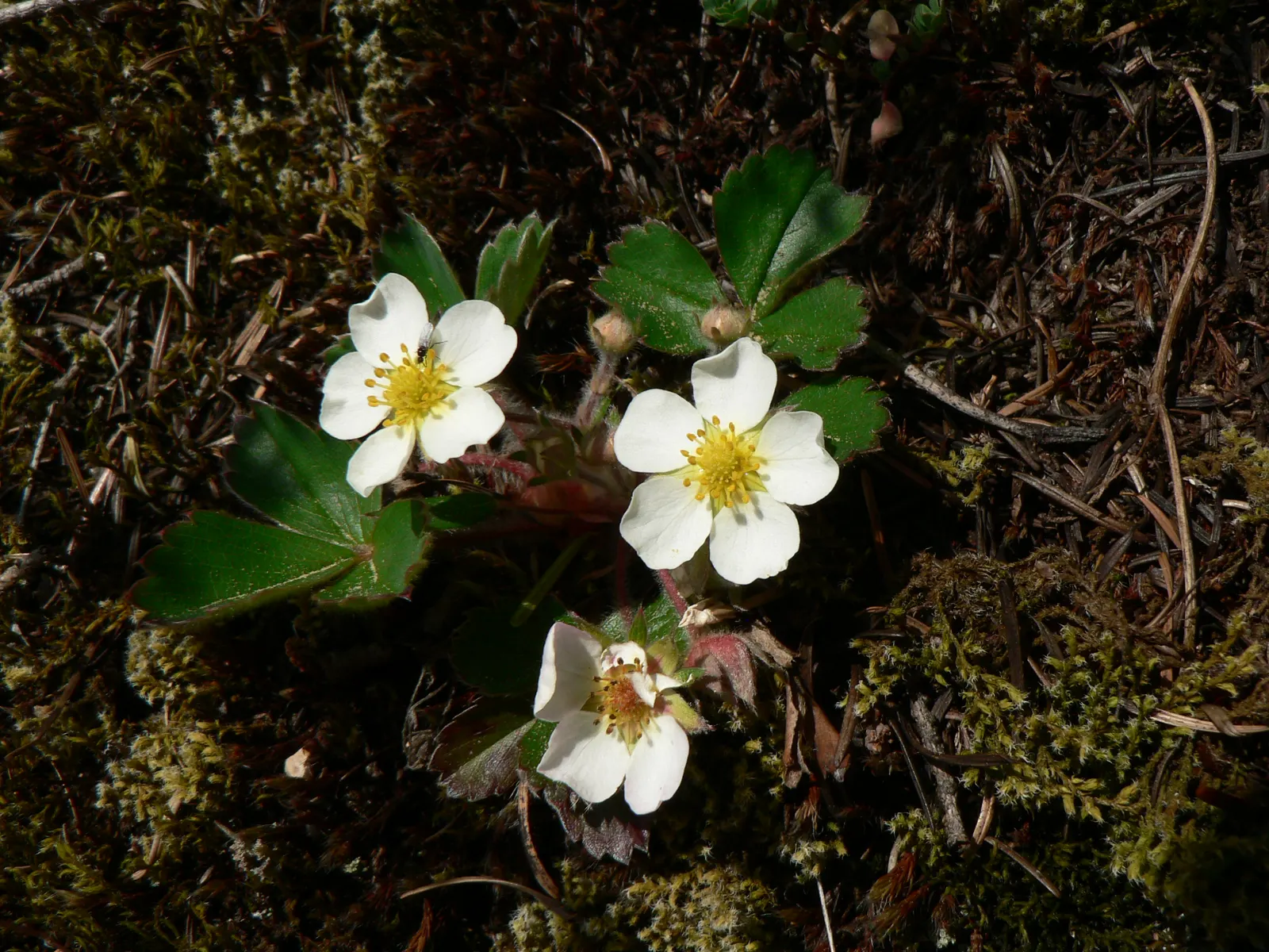 Wild Strawberry (Fragaria Virginiana) — with a comparable spread of 12 inches; emerge in spring and are followed by the characteristic strawberries, image 88