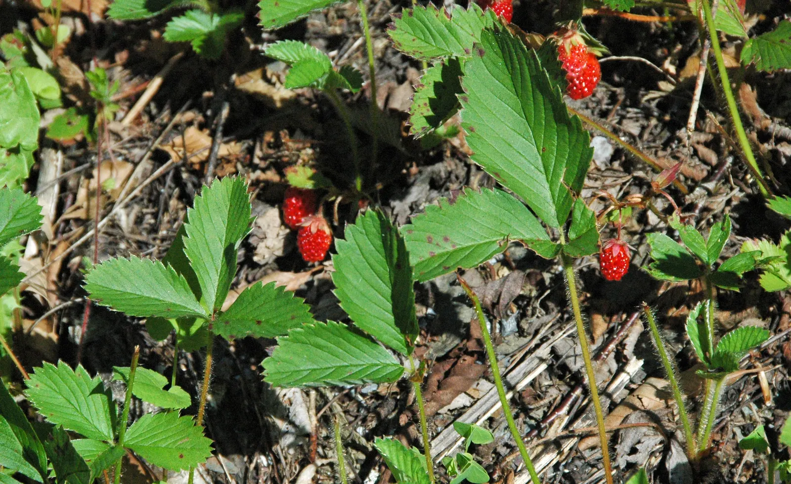 Wild Strawberry (Fragaria Virginiana) — It produces white blooms followed by edible red berries averaging 0.5-1 inch across; for optimal growth, image 81