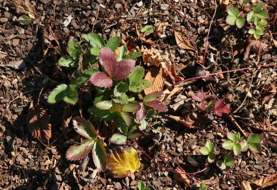 Wild Strawberry (Fragaria Virginiana) — It can attract pollinators such as bees; about 0.75 to 1 inch in diameter