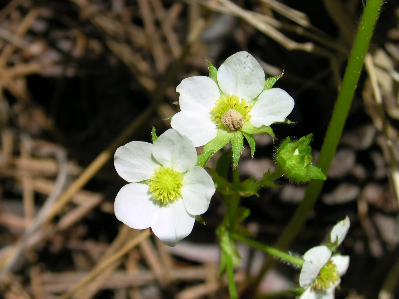 Wild Strawberry (Fragaria Virginiana) — ground cover / perennial with white blooms