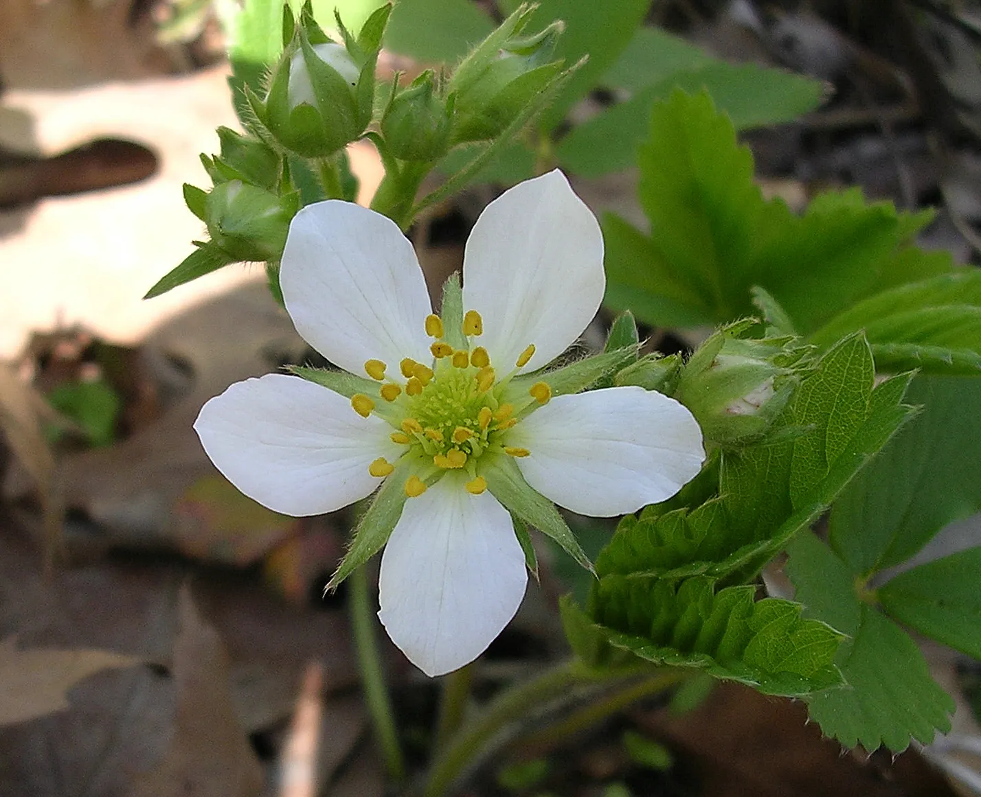 Wild Strawberry (Fragaria Virginiana) — This herbaceous perennial is native to North America and is recognized for its lush green foliage