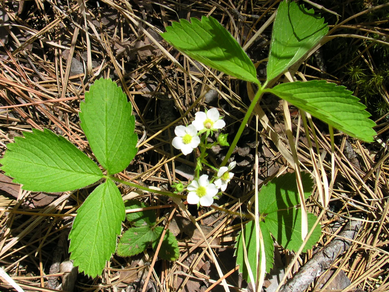 Wild Strawberry (Fragaria Virginiana) — This herbaceous perennial is native to North America and is recognized for its lush green foliage; is a, image 60