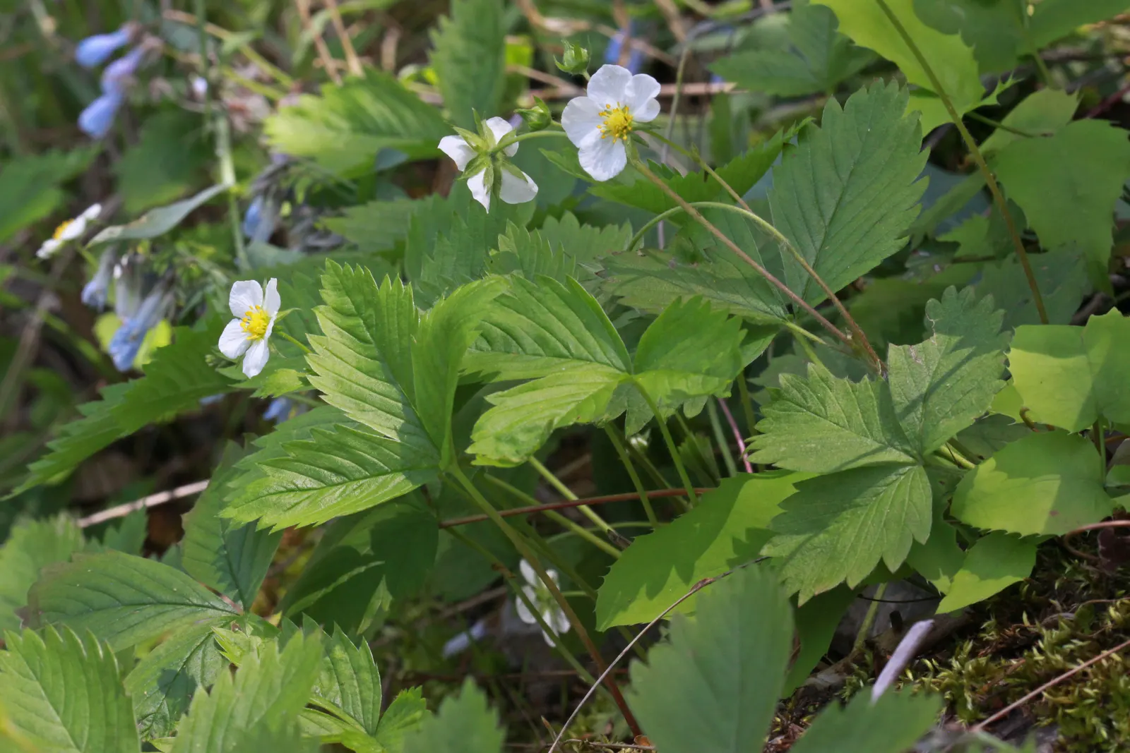 Wild Strawberry (Fragaria Virginiana) — This native is ideal for naturalized areas, offering food for wildlife and a charming, rustic aesthetic, image 109