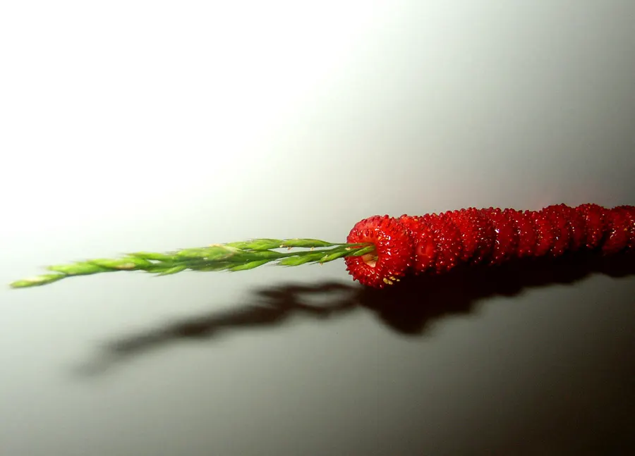 Wild Strawberry (Fragaria Virginiana) — about 0.75 to 1 inch in diameter