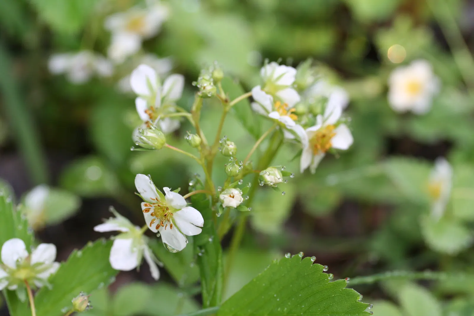 Wild Strawberry (Fragaria Virginiana) — This herbaceous perennial is native to North America and is recognized for its lush green foliage; is a groundcover