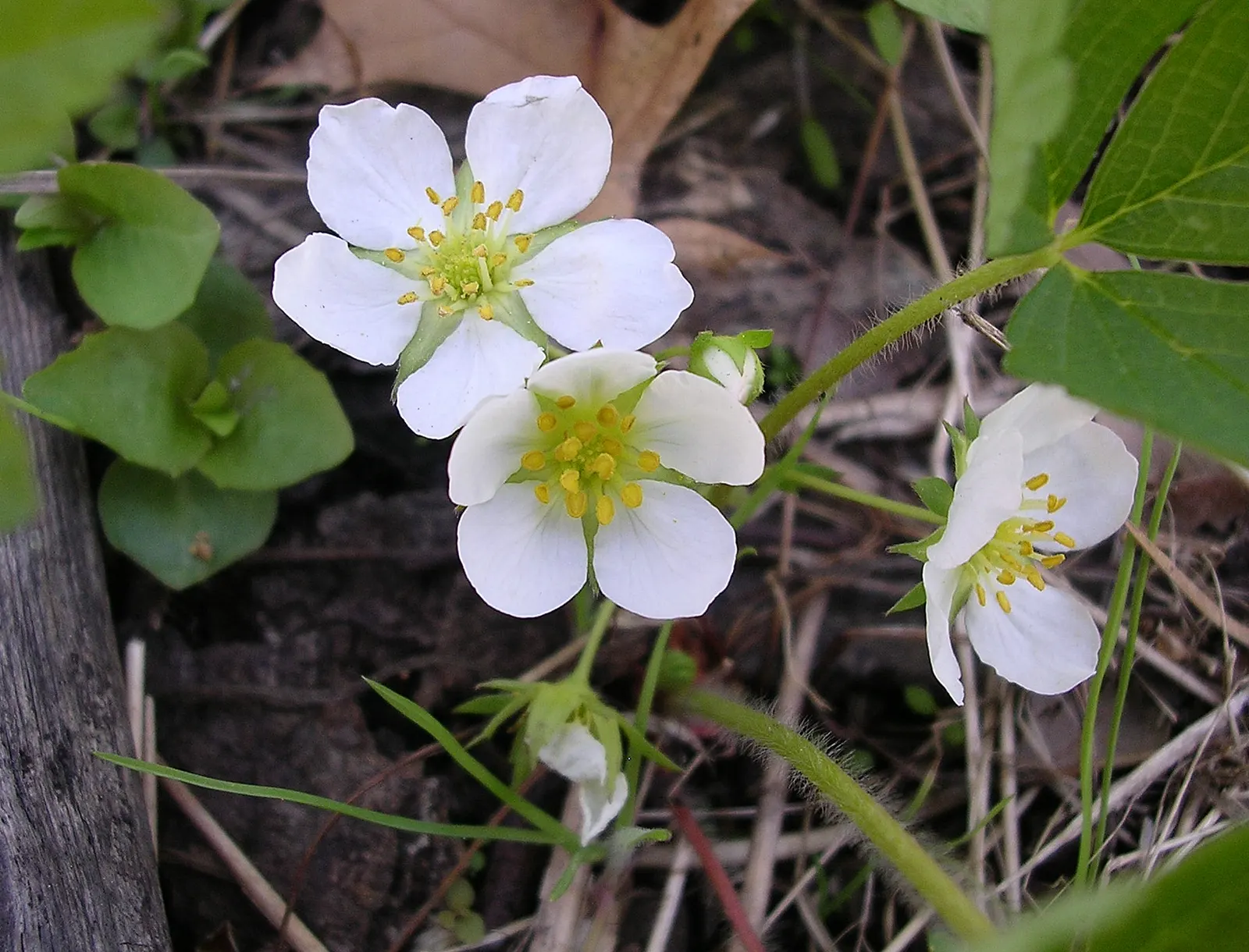 Wild Strawberry (Fragaria Virginiana) — and its fruit provides food for wildlife