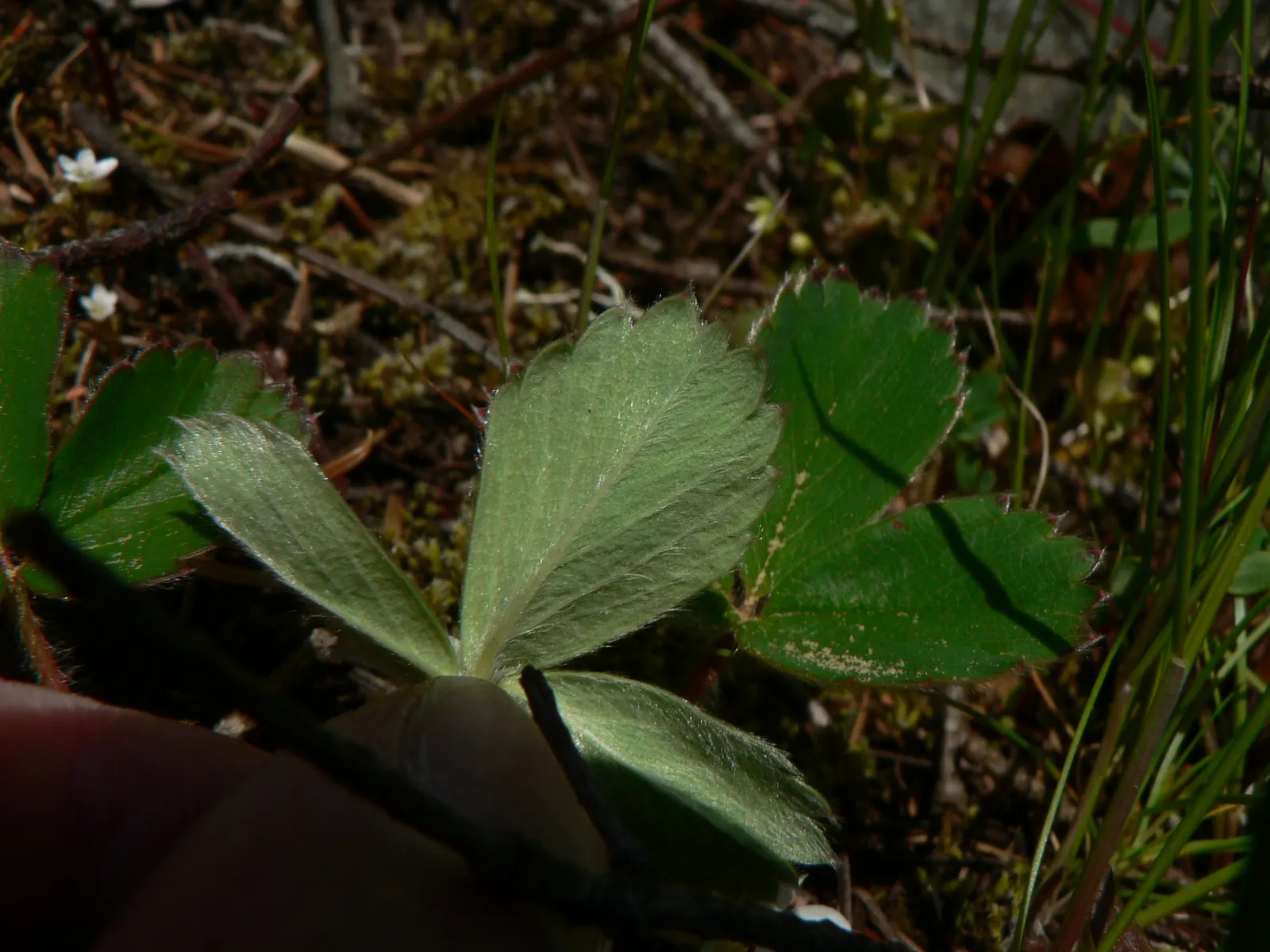Wild Strawberry (Fragaria Virginiana) — and its fruit provides food for wildlife; it can attract pollinators such as bees, image 74